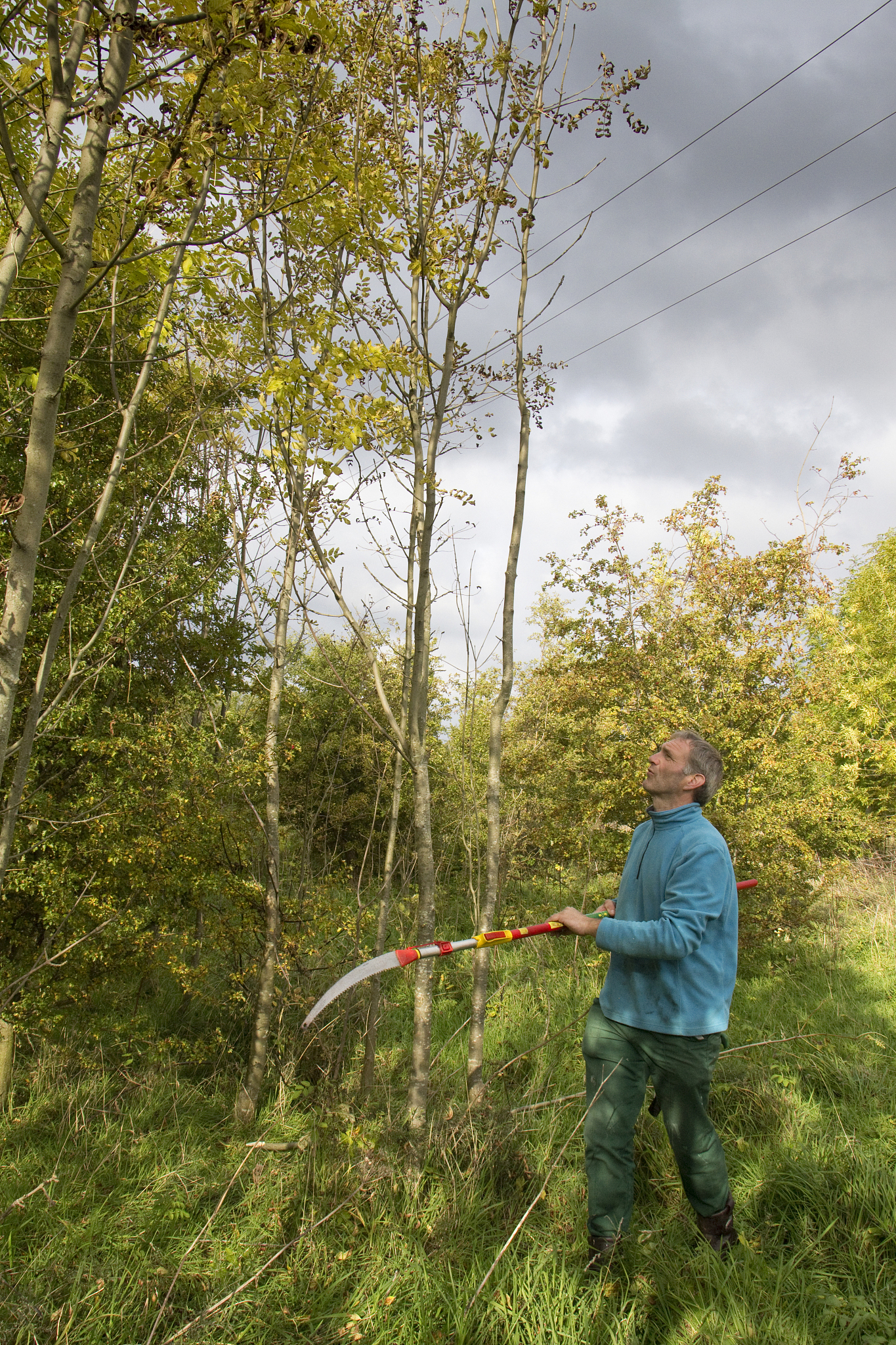 management of trees near powerlines