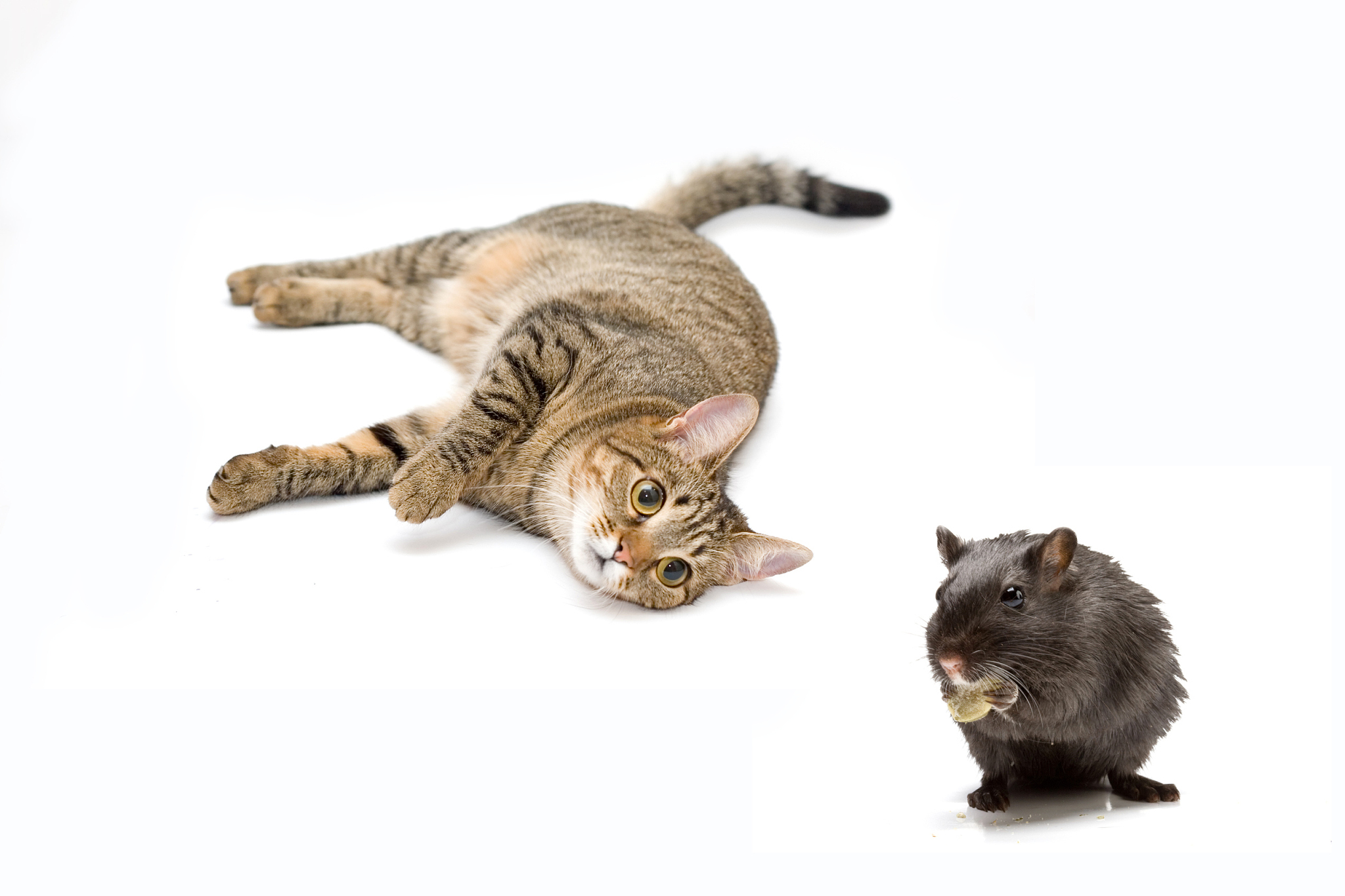 你是一只猫现在要你抓老鼠