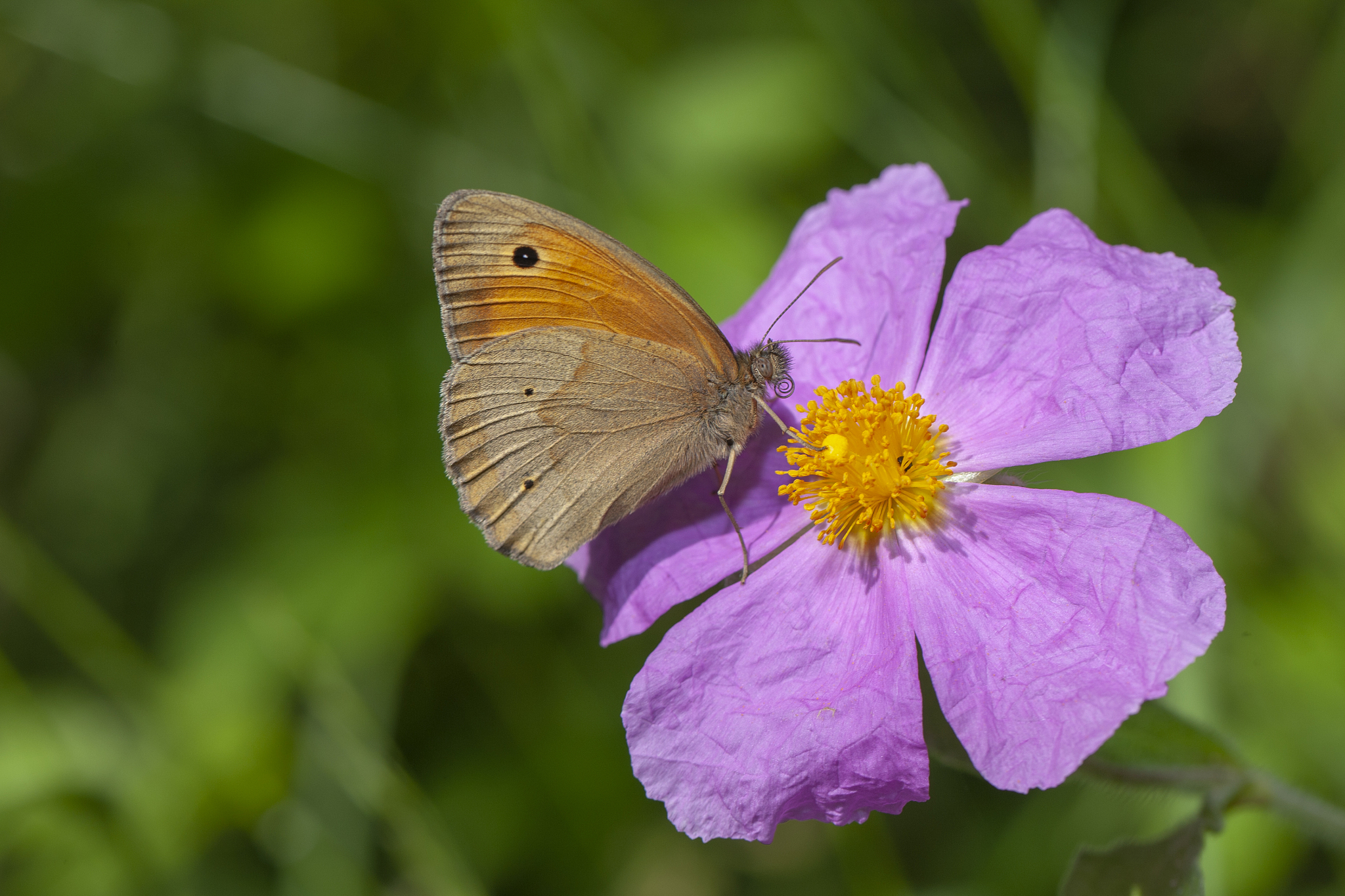 请将butterfly和rose融合成一个全新的单词并解释它的意思