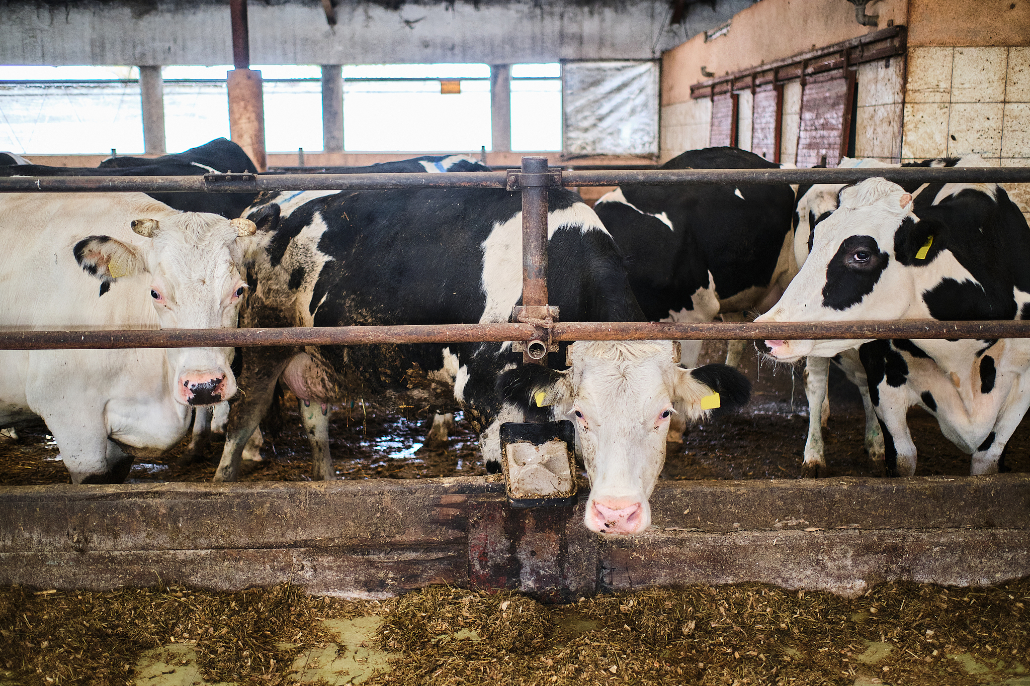 改写 自改革开放至今45年以来中国奶牛养殖业实现了蓬勃发展我国已经成为了奶牛养殖大国奶牛养殖业也成为了我国农村经济发展的重要支柱产业对于促进乡村振兴计划发挥着重要作用。伴随着我国规模化奶牛养殖比重的逐年提高奶牛养殖业开始向现代化方向发展。奶牛个体识别作为奶牛养殖业现代化发展的关键因素其方法的研究引起了广泛的关注。由于传统奶牛个体识别方法不能够自动、快速、准确的实现奶牛个体身份识别所以在规模化养殖场