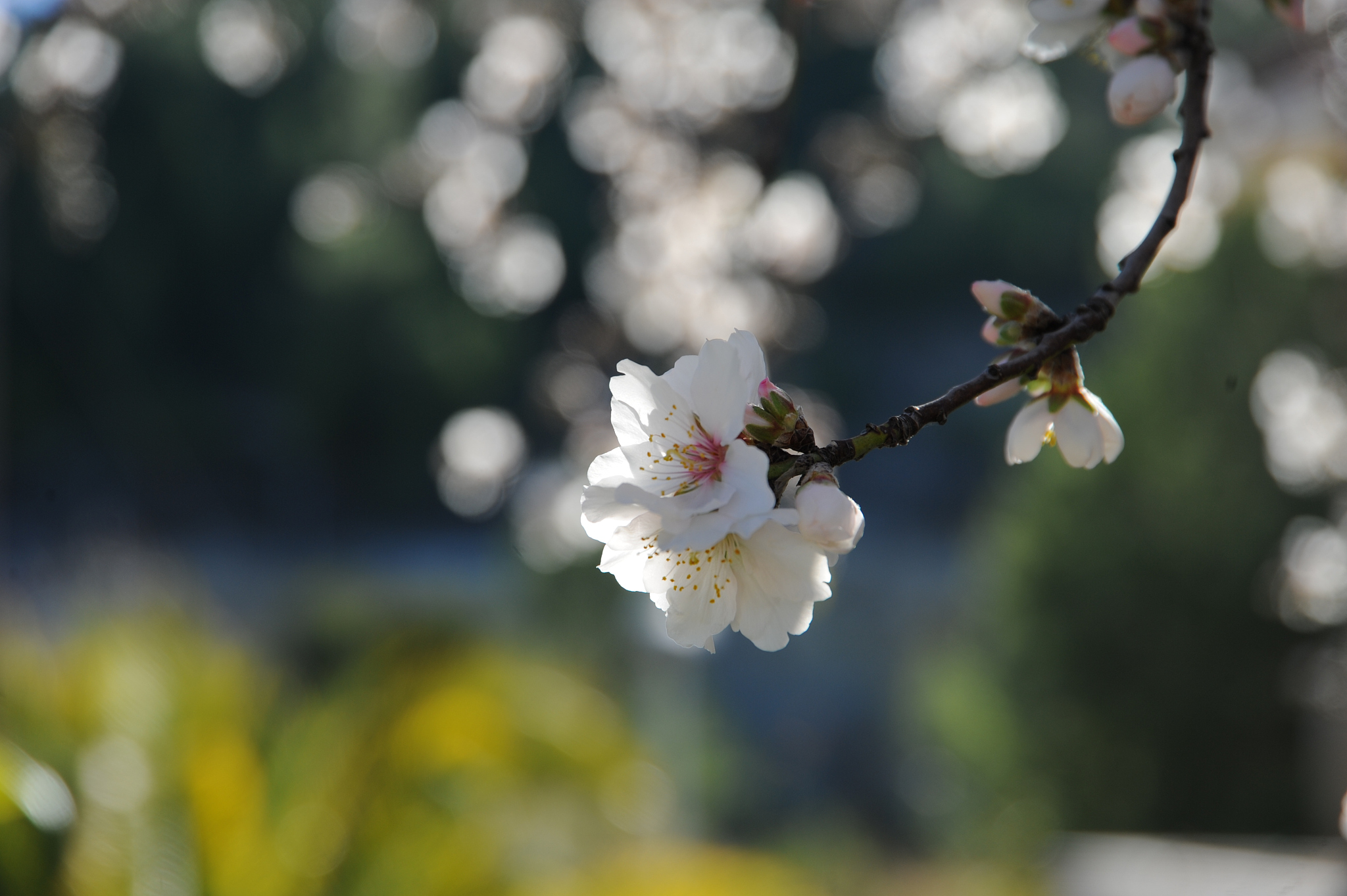 mandelblüte in spanien