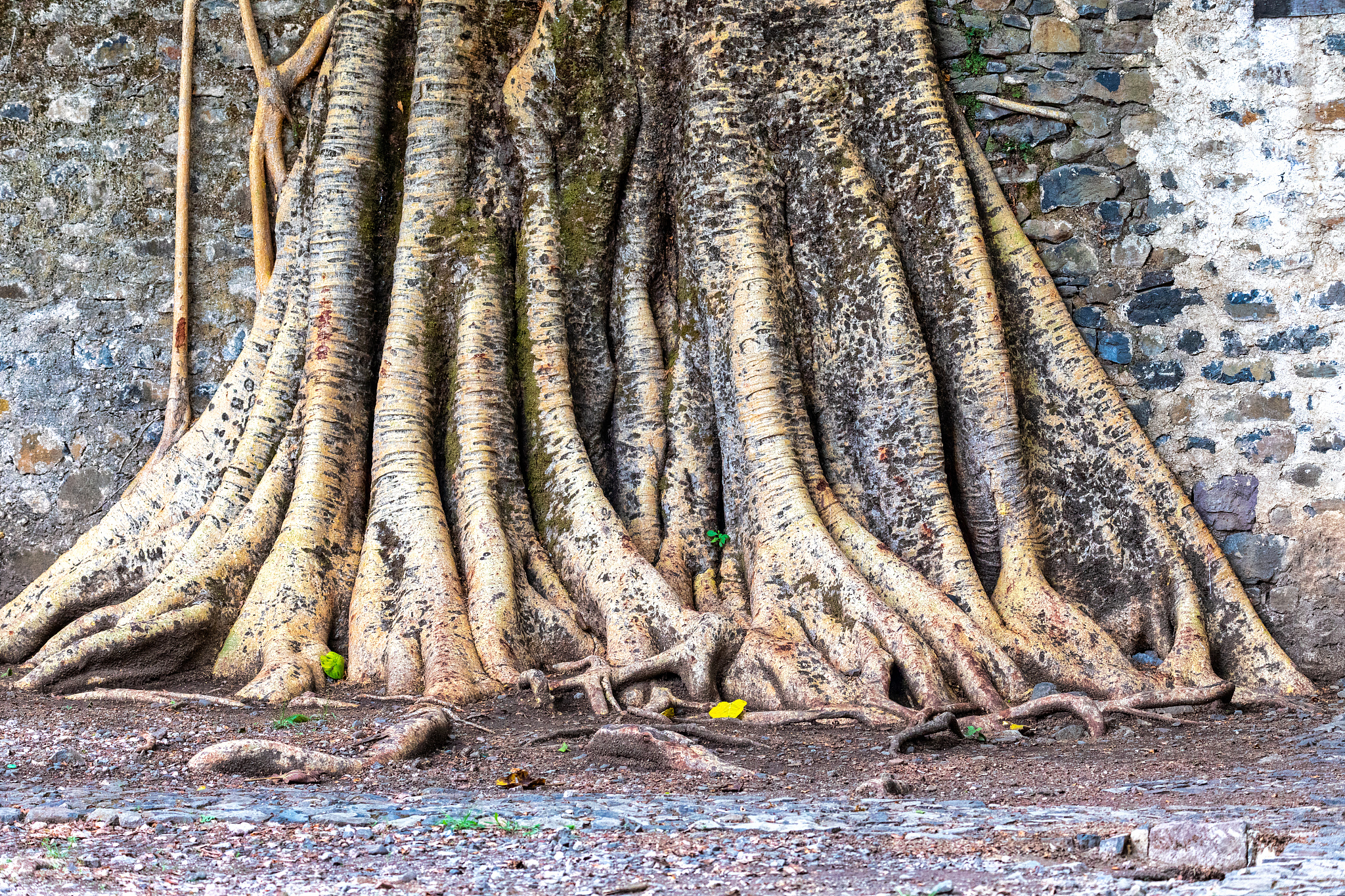 tangle of massive roots