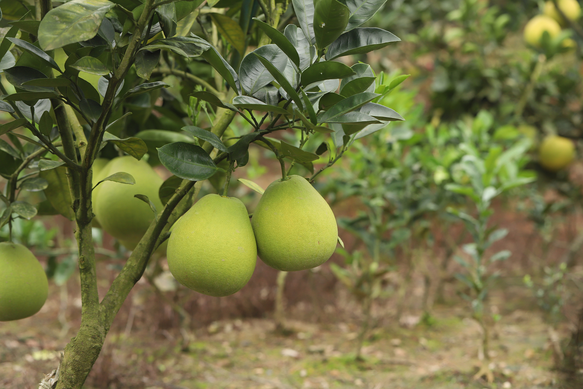 岑巩县文旦柚种植规模及产量：2021年数据