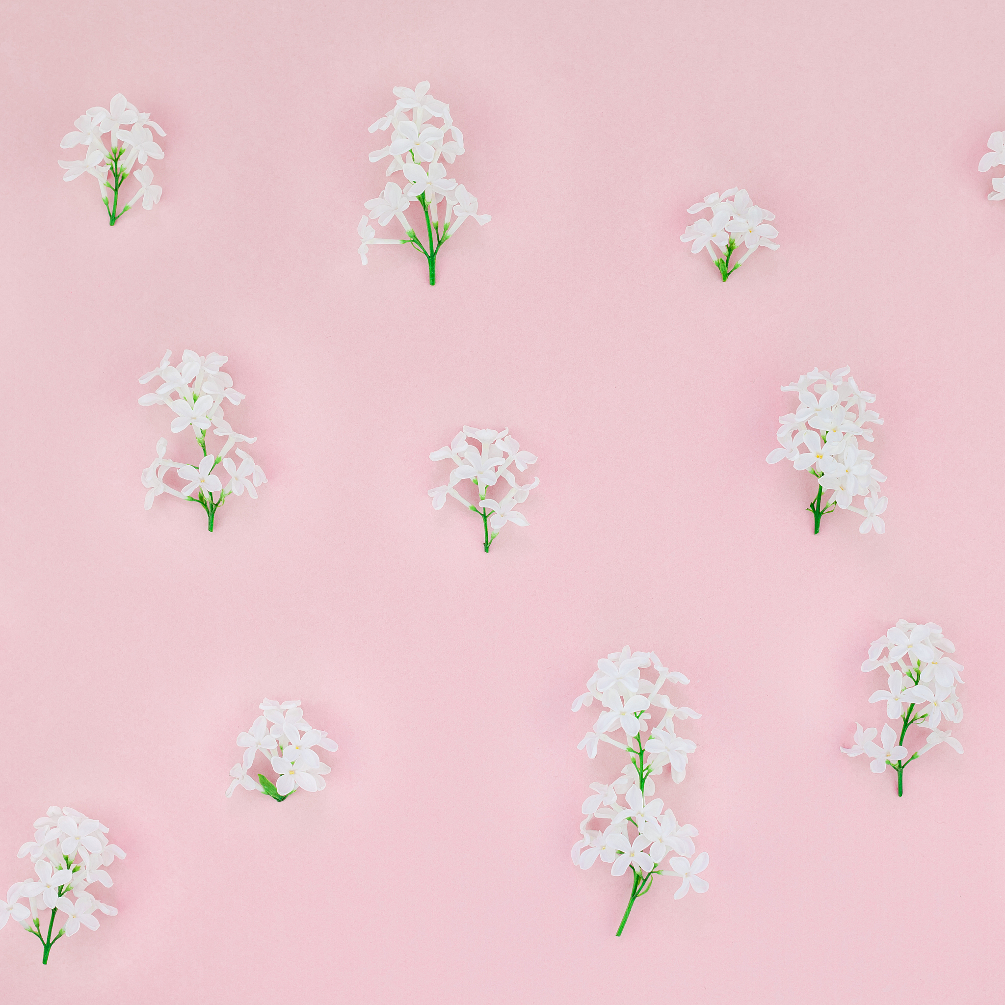 pink background with white lilac flowers