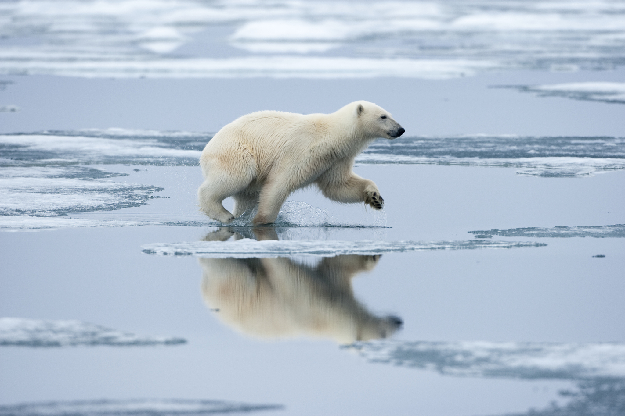 气候变化与疾病传播：句子排序题