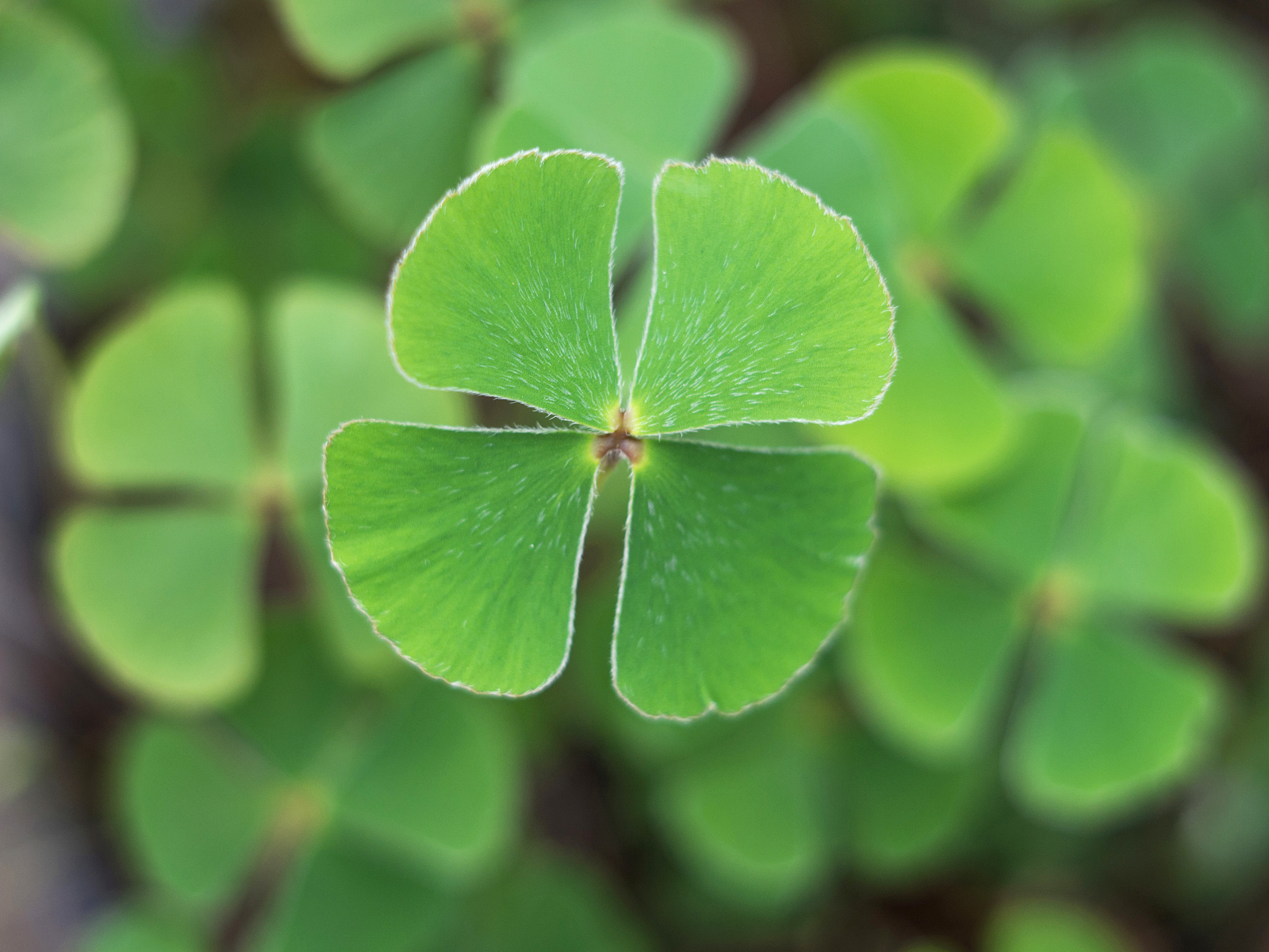 取个关于幸运的四叶草的名字