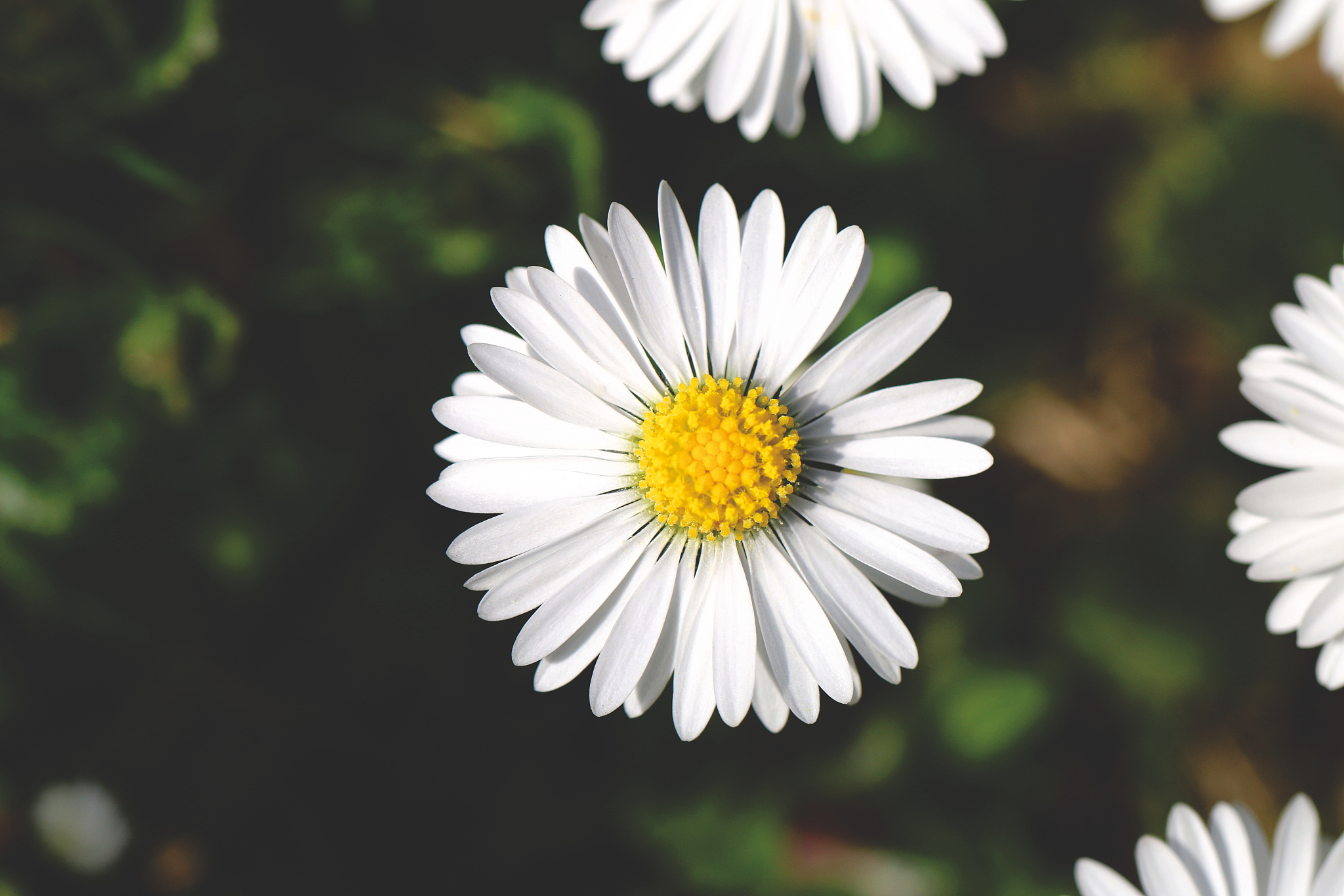 春天的美丽与活力：小学生作文