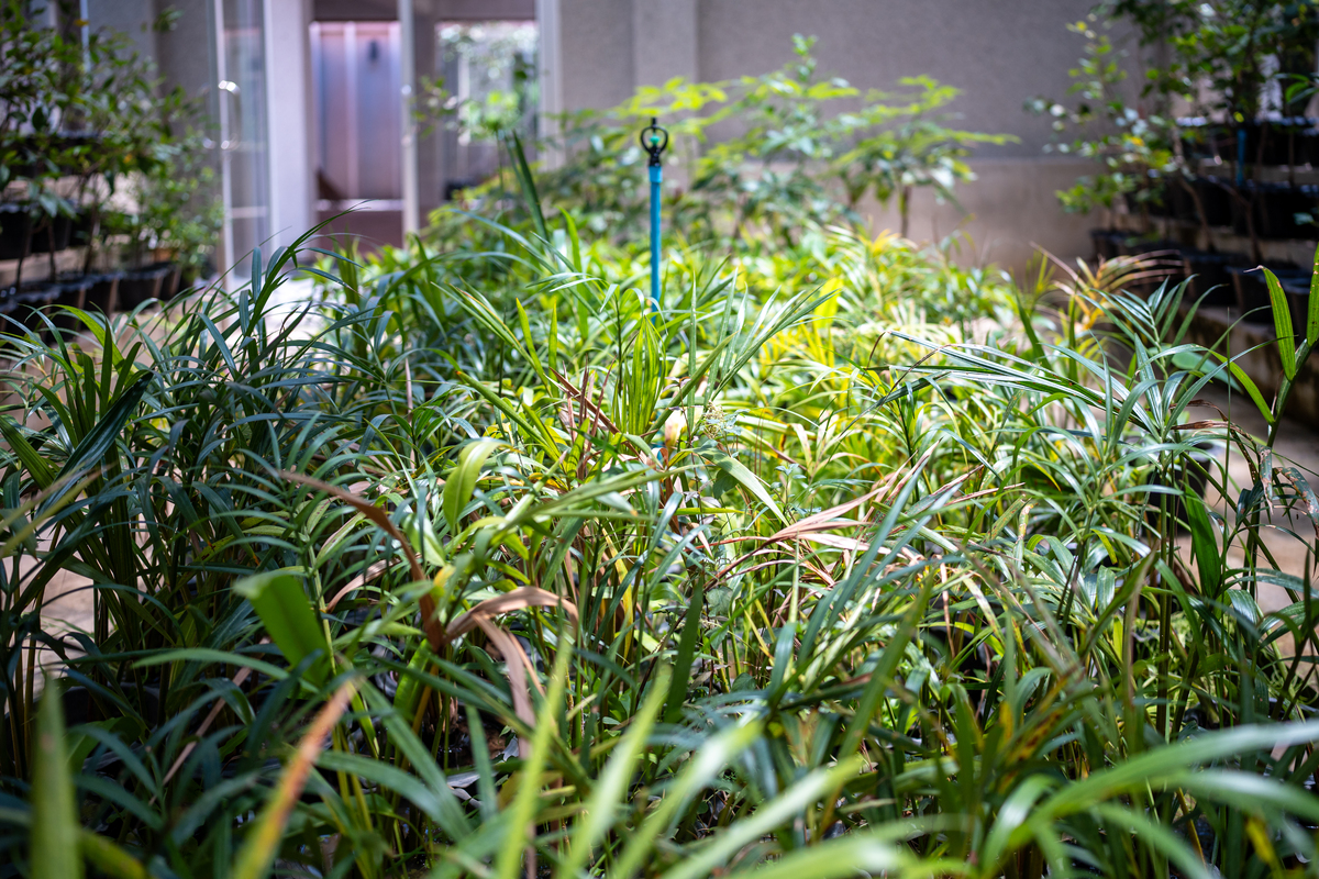 兰刺头的最佳温度和湿度