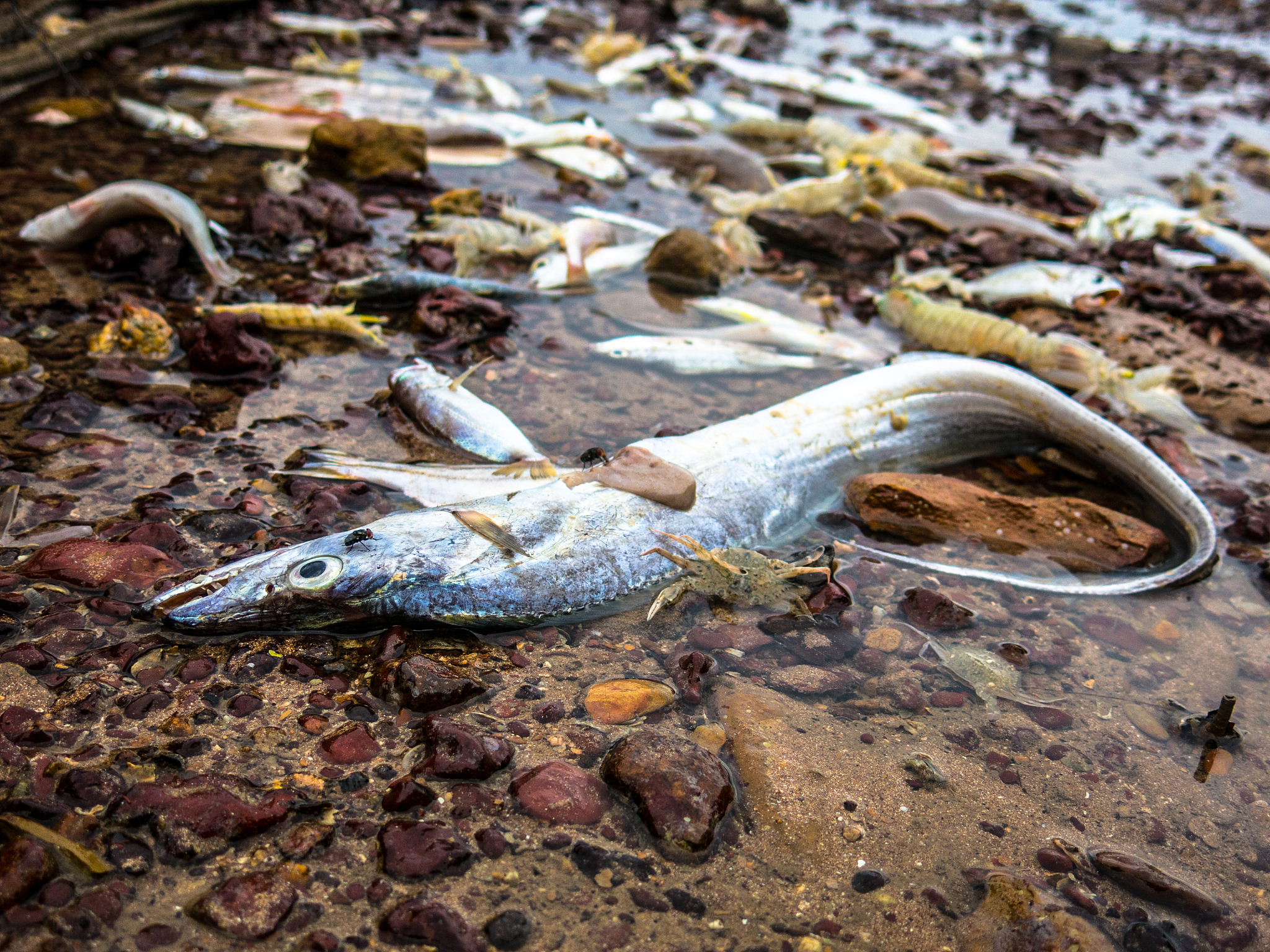 帮我拟一个关于鲑鱼的论文的标题及摘要