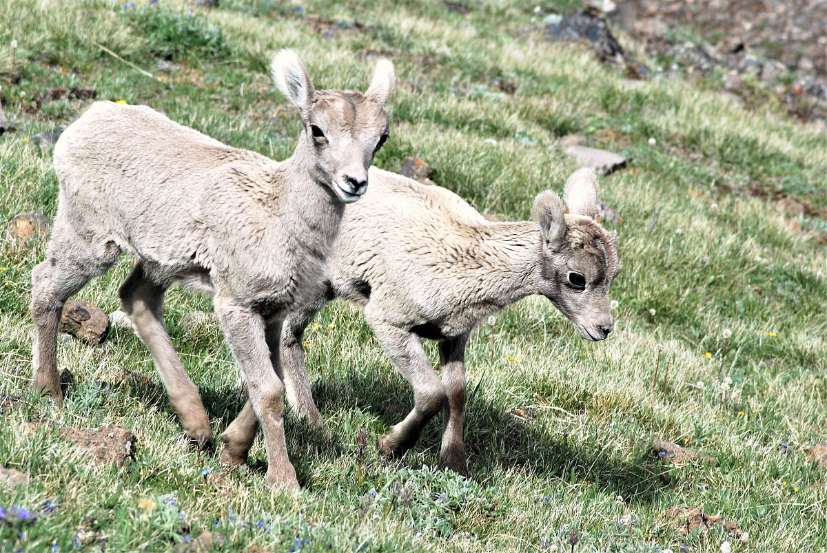 羊了个羊升学季：考研、留学、就业、创业...哪只羊是你？
