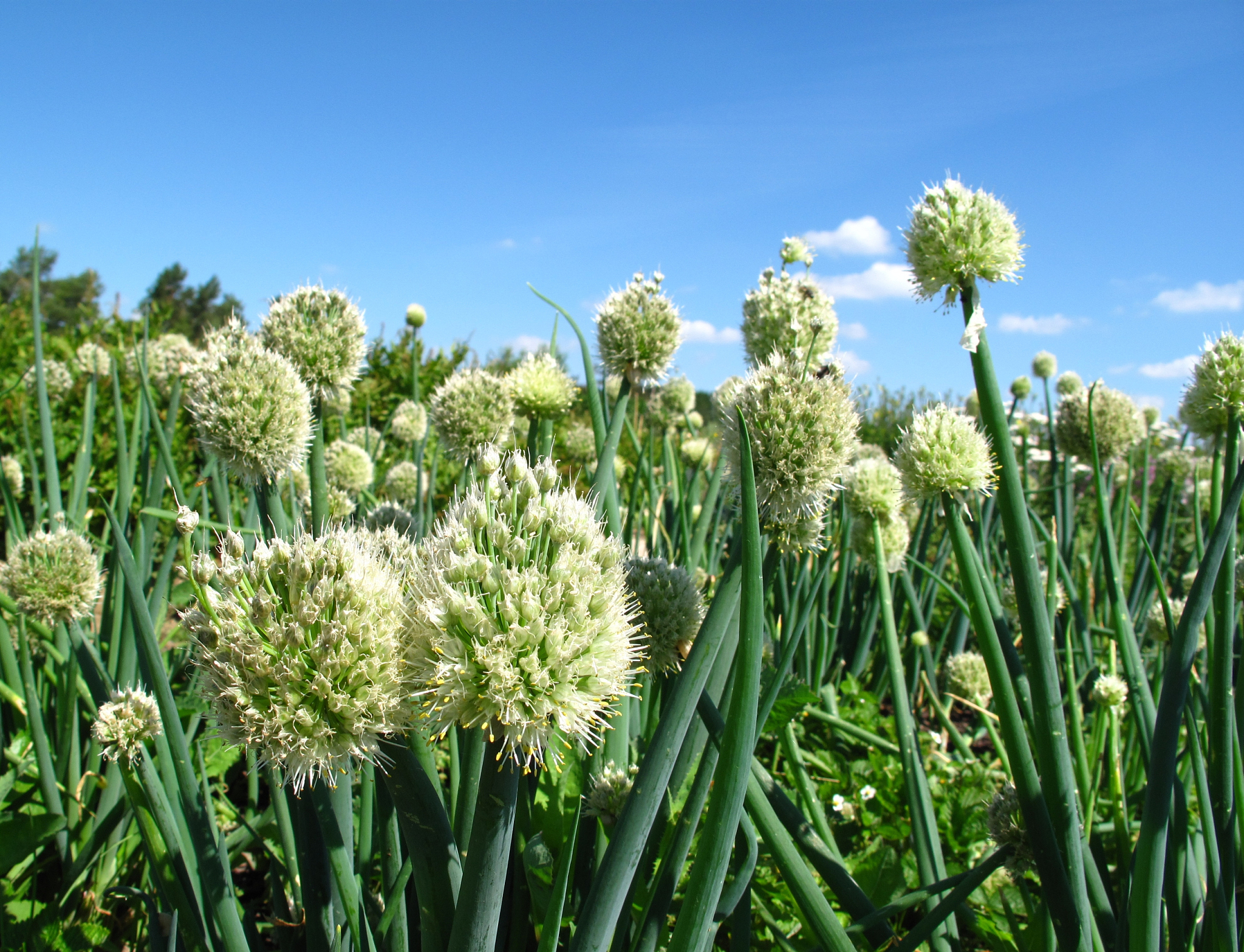 onion field