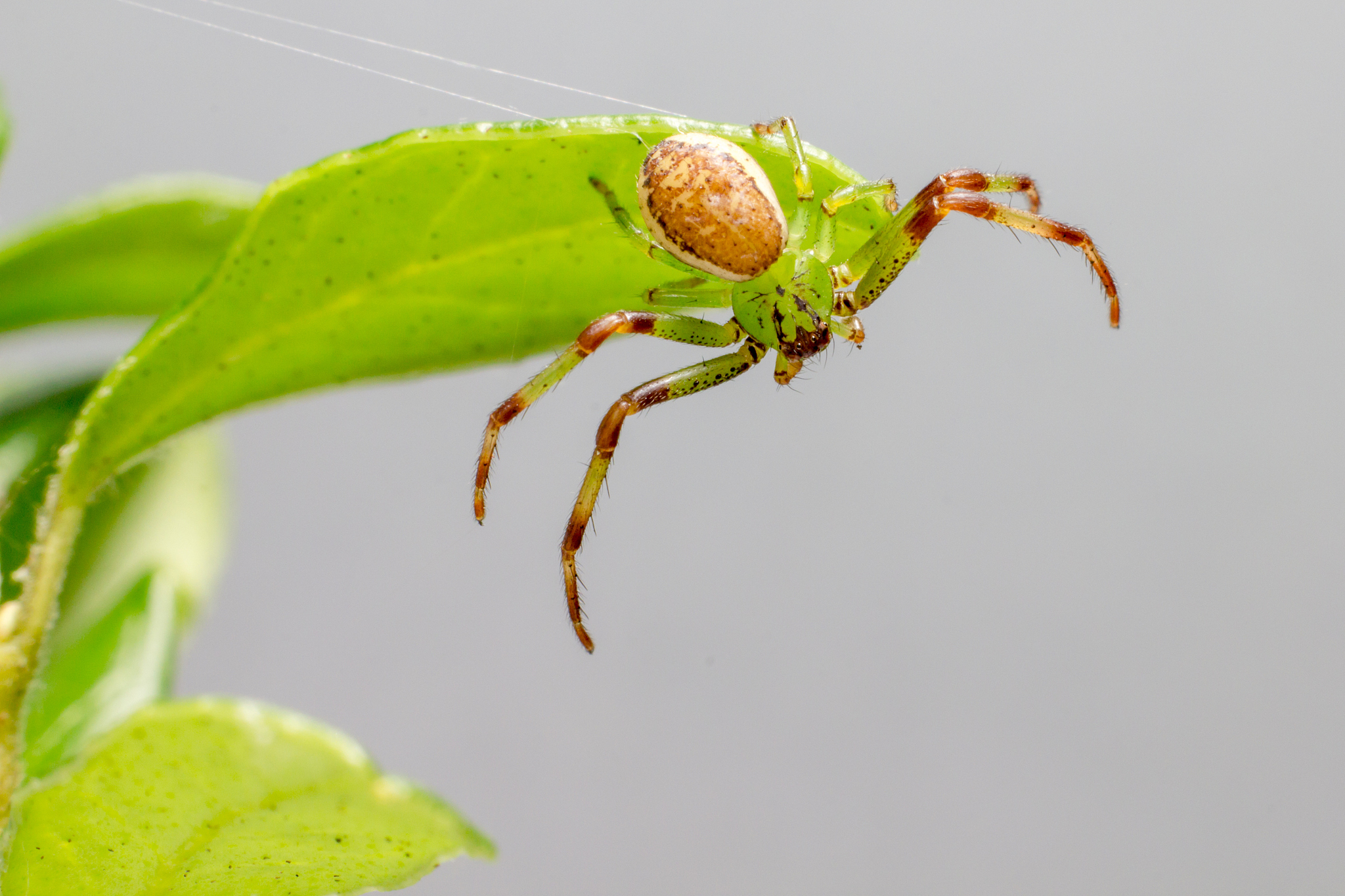 the green crab spider (diaea dorsata)