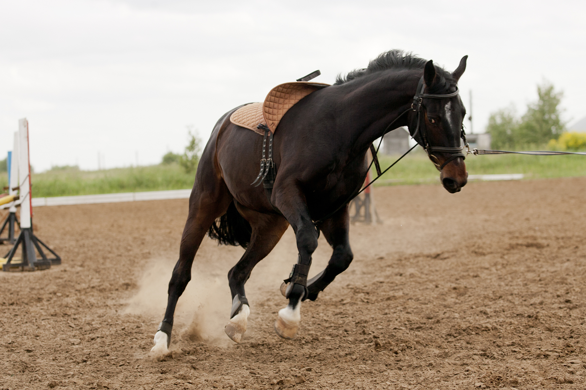 horse in training