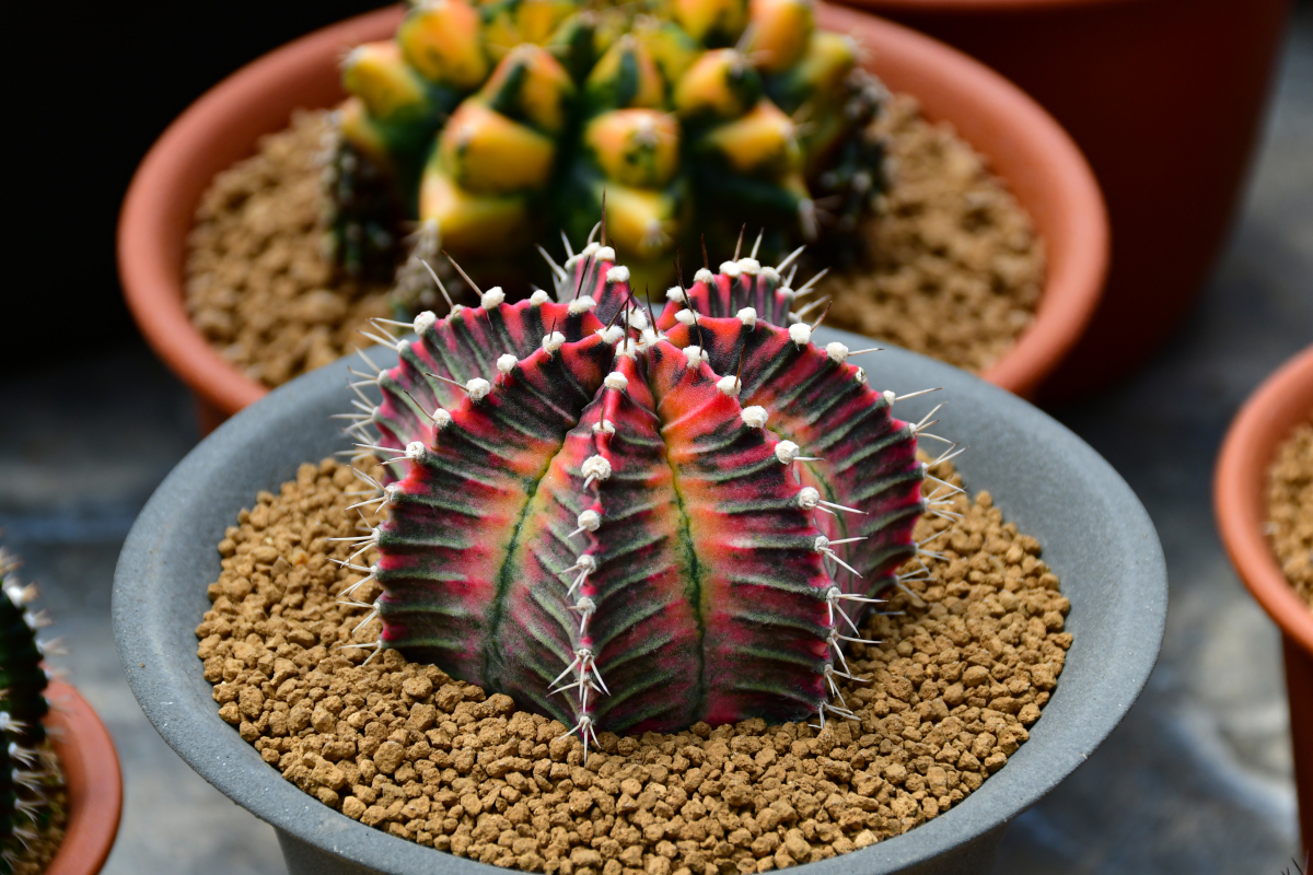 传统工艺仙人粄 