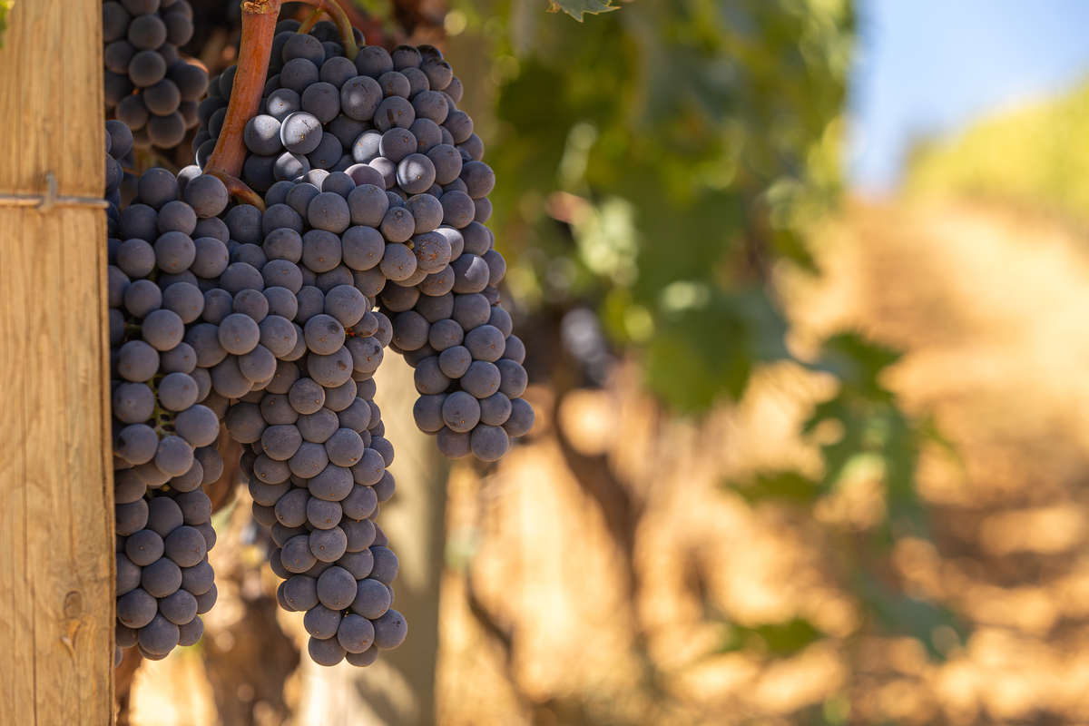 葡萄是什么季节成熟的