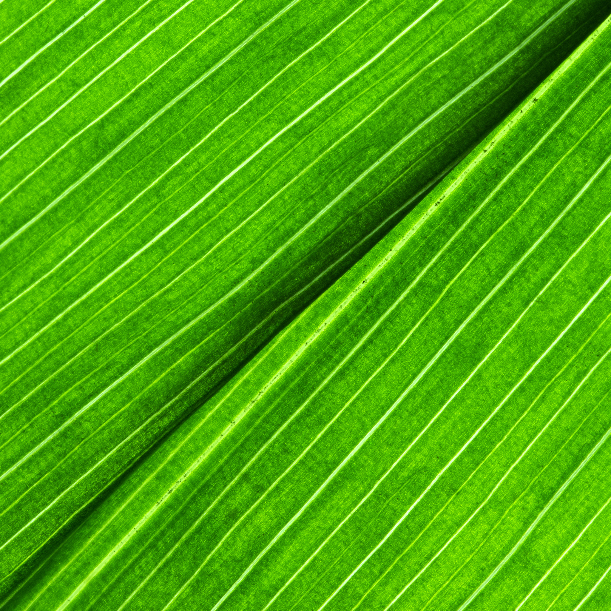 green leaf texture