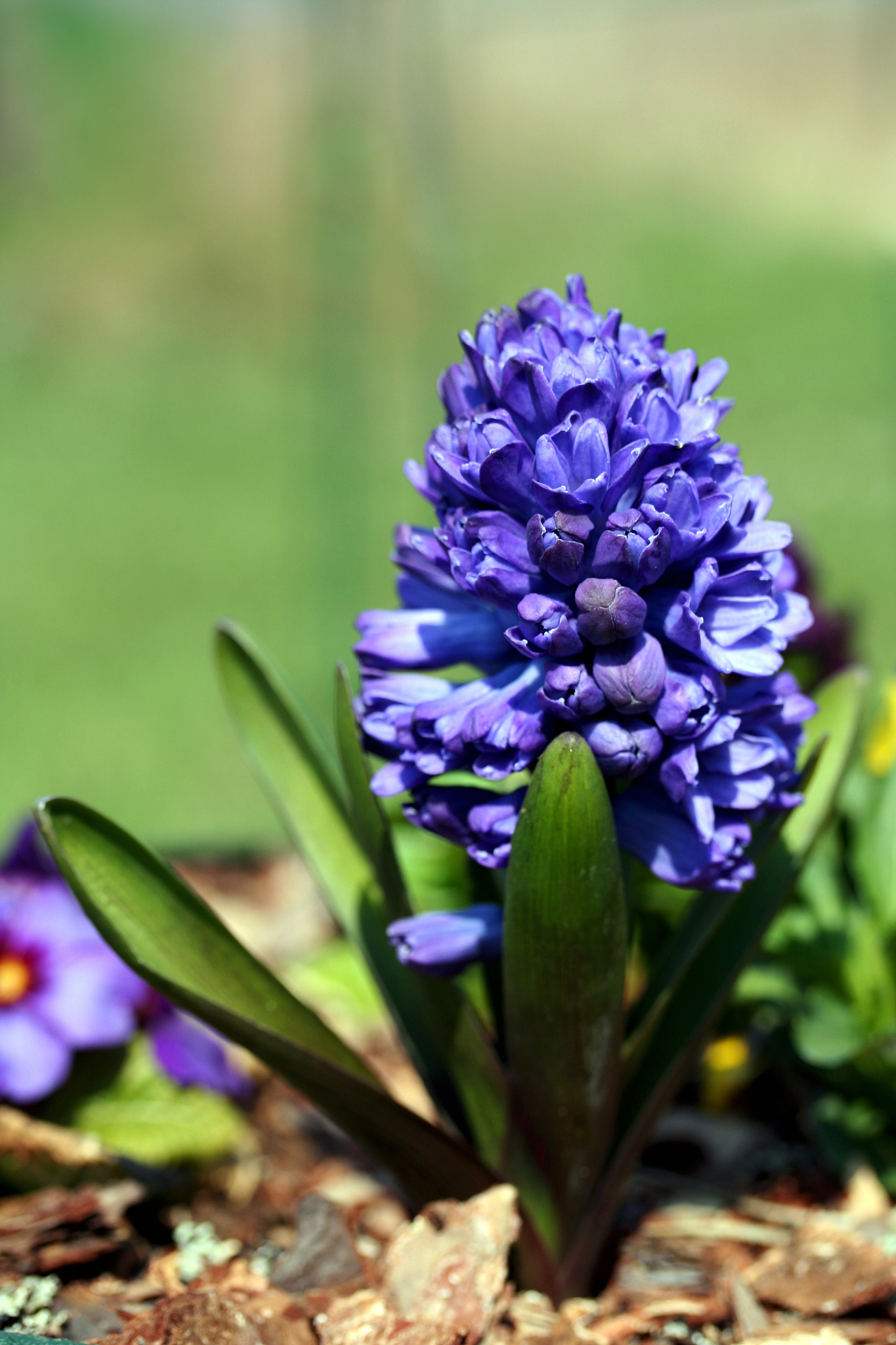 garden hyacinth (hyacinthus orientalis)