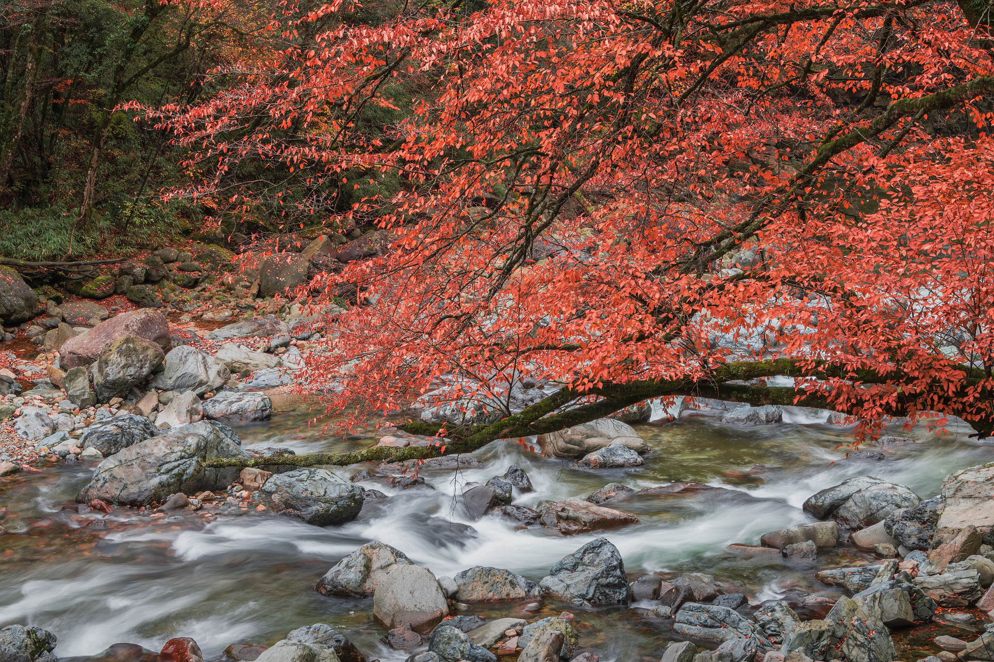 老师请逐联句《光雾山桃园 七绝》晓霁清风散霭岚仲秋秀水入桃园。天坑立柱云霄上玉带栈悬壁峭前的诗境寓意押韵对仗工整？