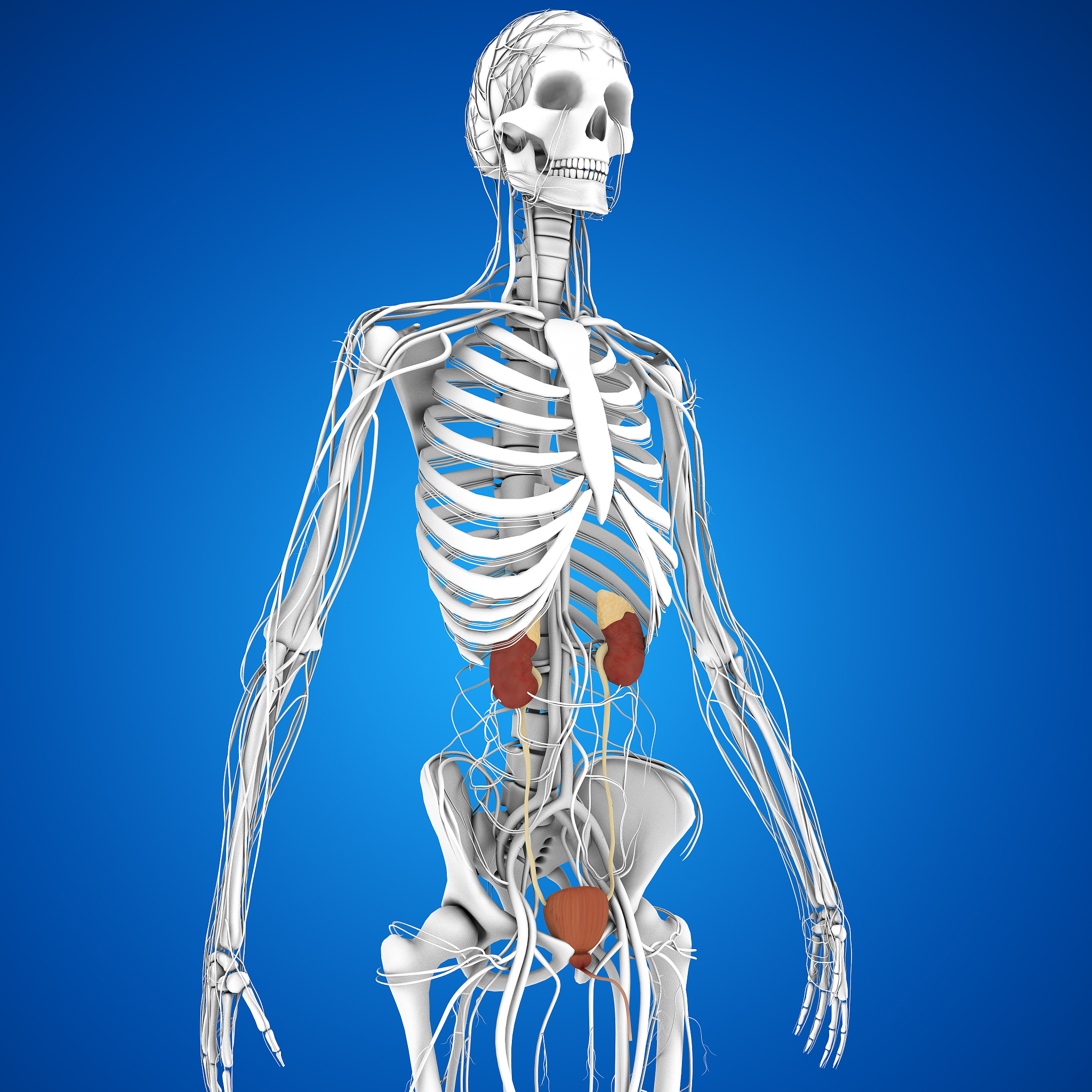 下列选项属于肾病性水肿特点的是A多伴有高血压B指压凹陷不明显C多从颜面部开始D很少可波及全身E常为体位性