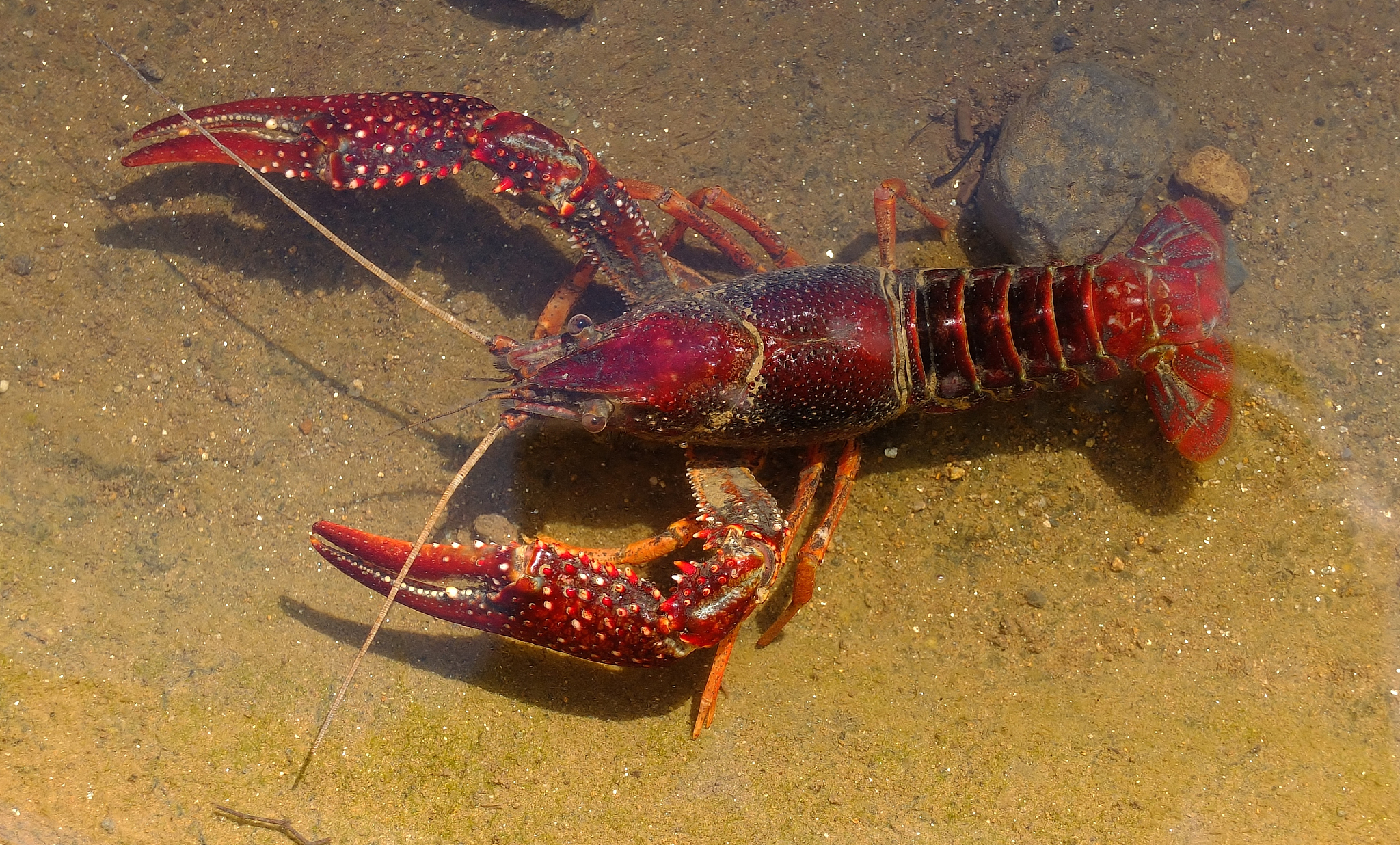 描写小虾搏斗很激烈写一段话