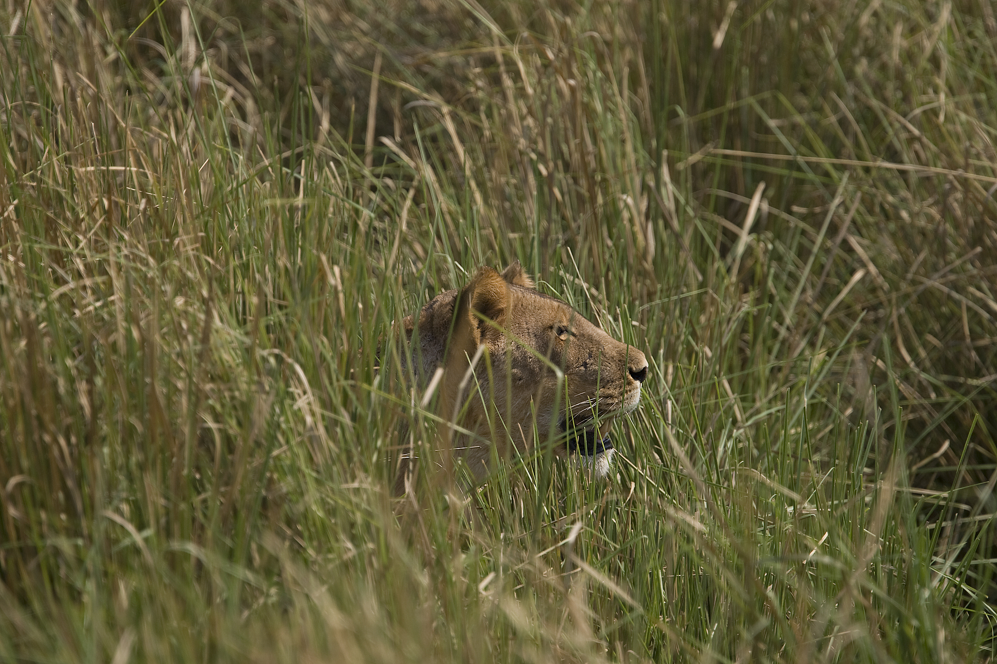 a side on profile of a lioness half hidden in long grass