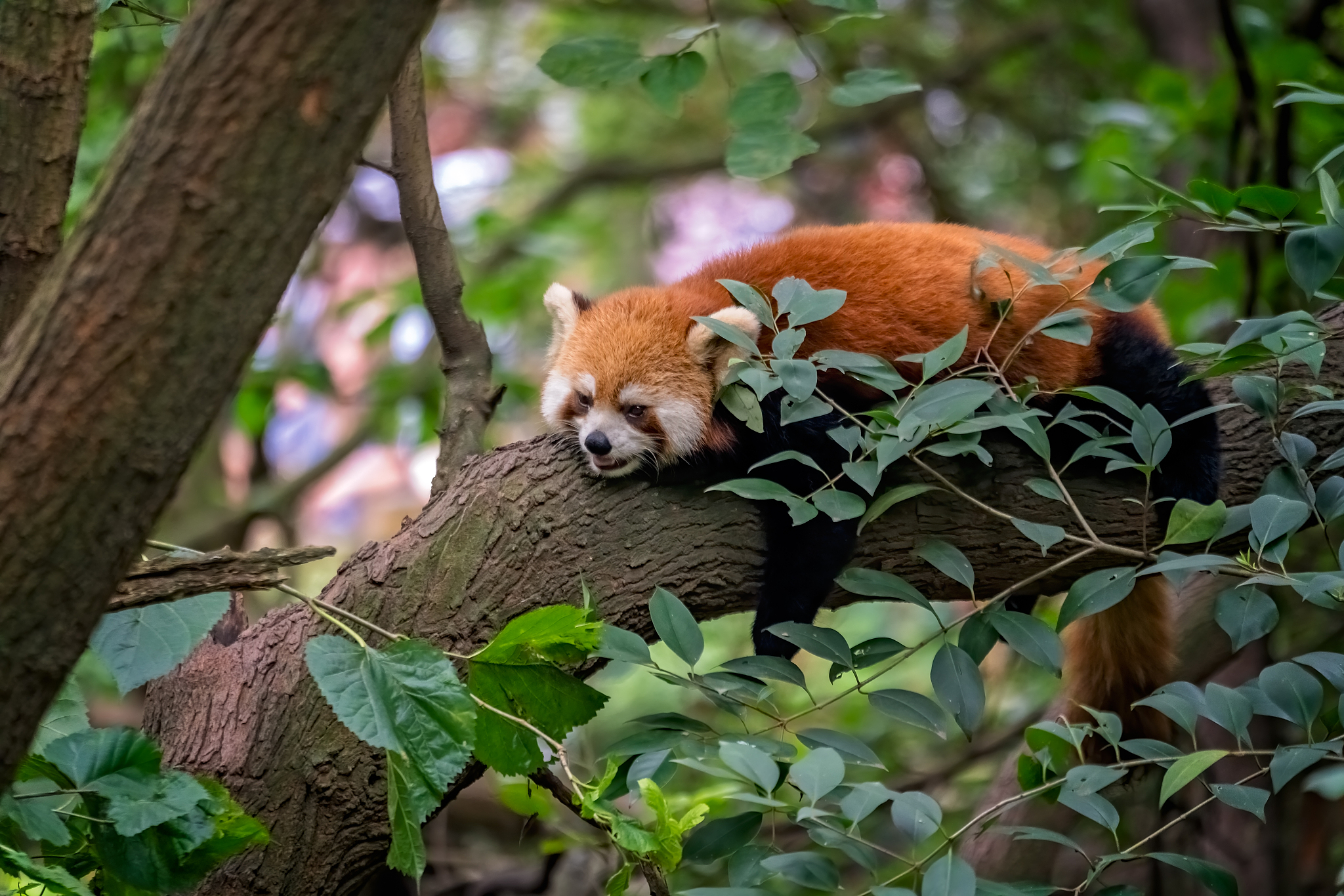 red panda firefox sleeping on the tree,