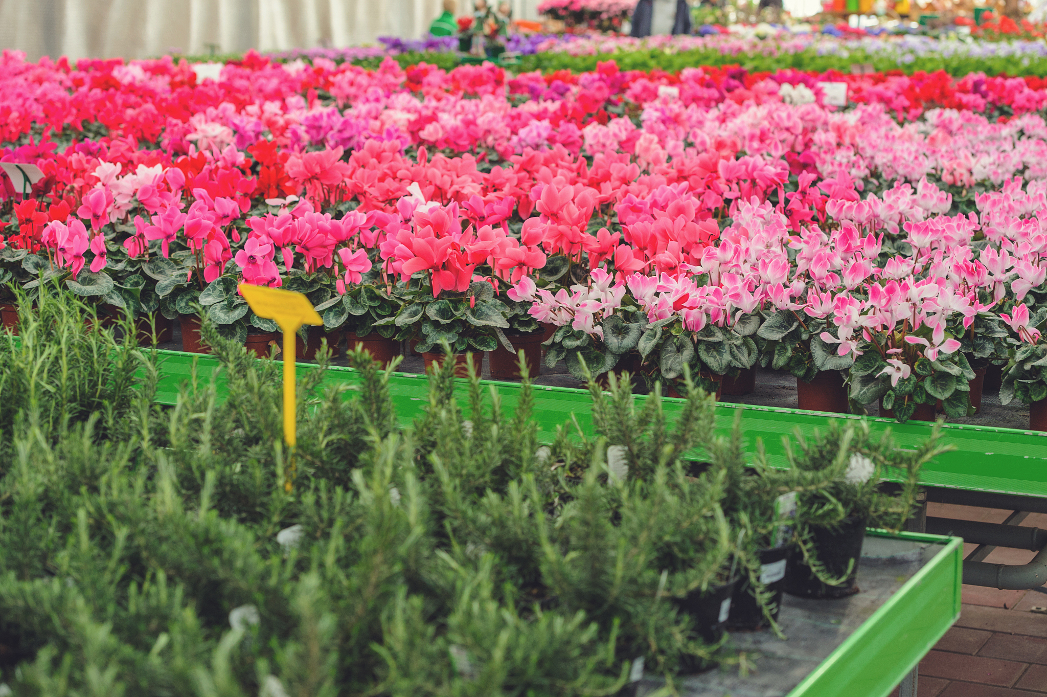 锡林浩特有卖万年红504的店吗回答加拓展。