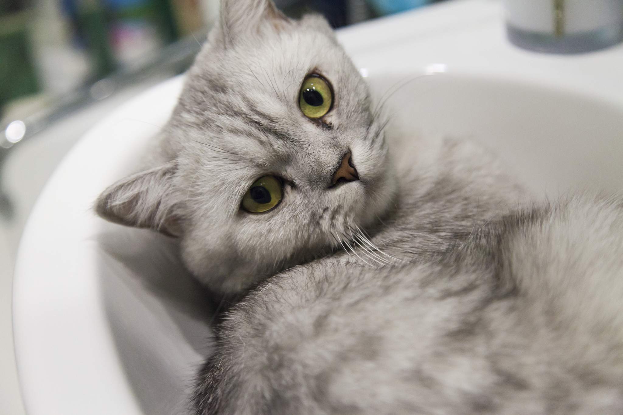 gray cat in a sink