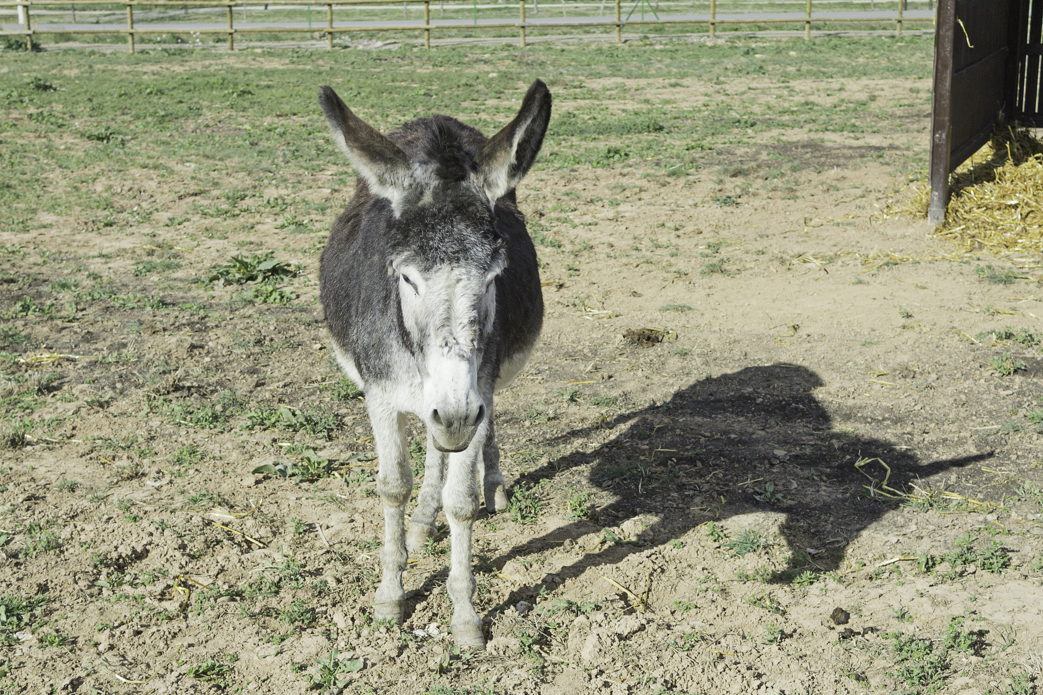 donkey shady