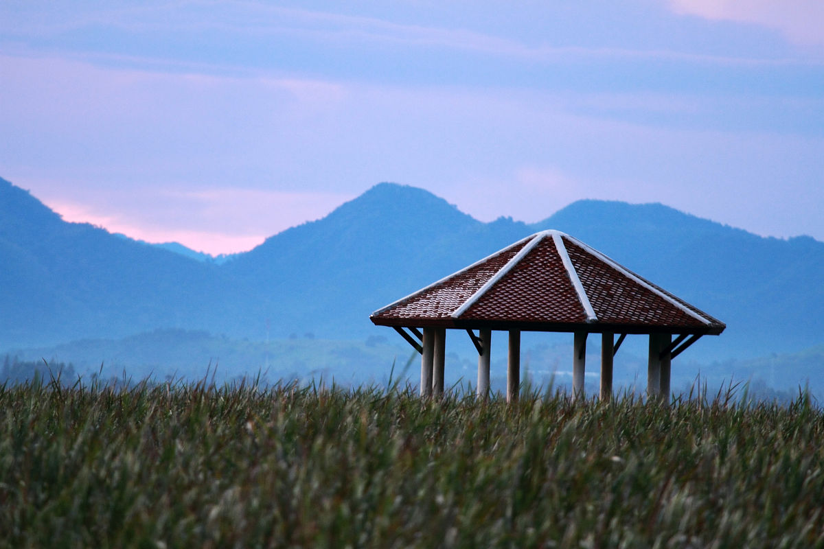 探秘花朵世界：幼儿园“花的一生”主题活动案例与分析