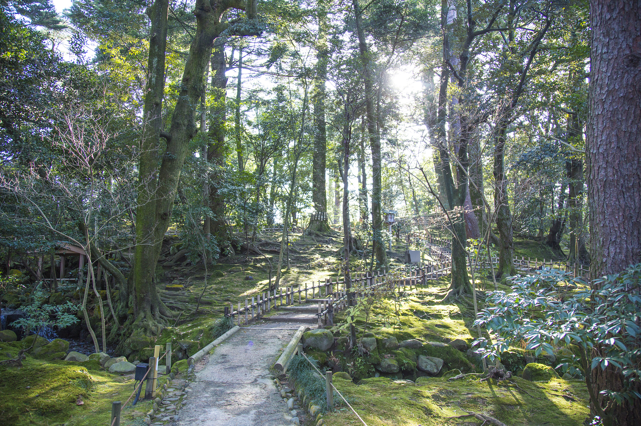 🌳🌿✨逃离城市喧嚣，我在山林间找到治愈的力量！✨🌿🌳
