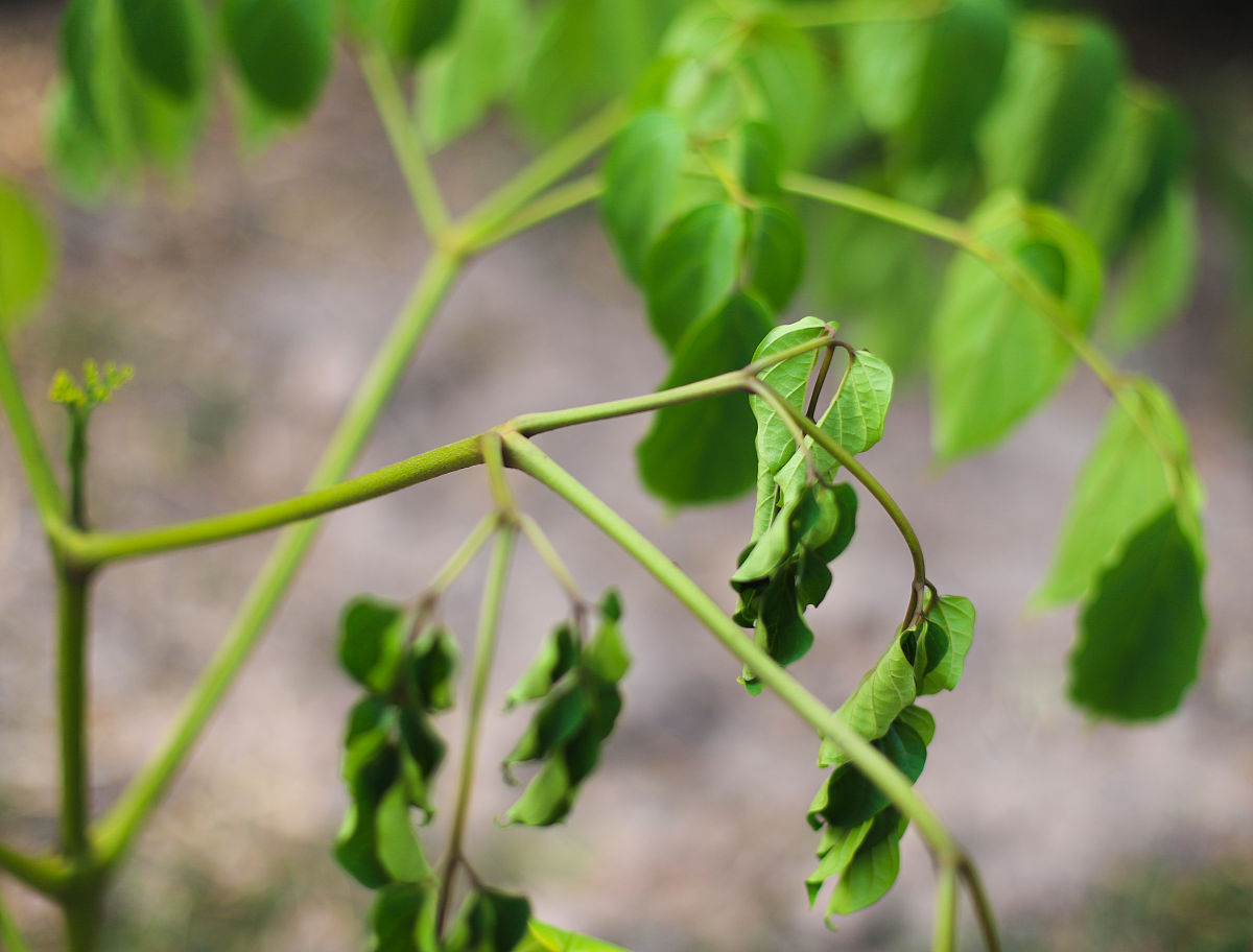 写一份关于梨和桃果实主要采后腐烂病害的病原菌分离鉴定计划书