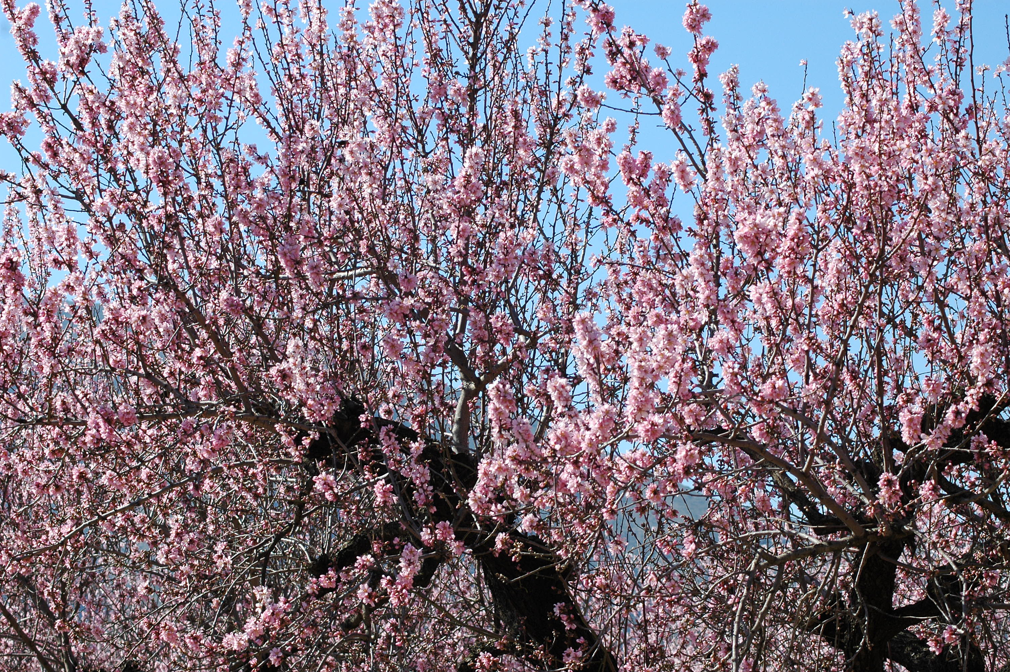 mandelblüte in spanien