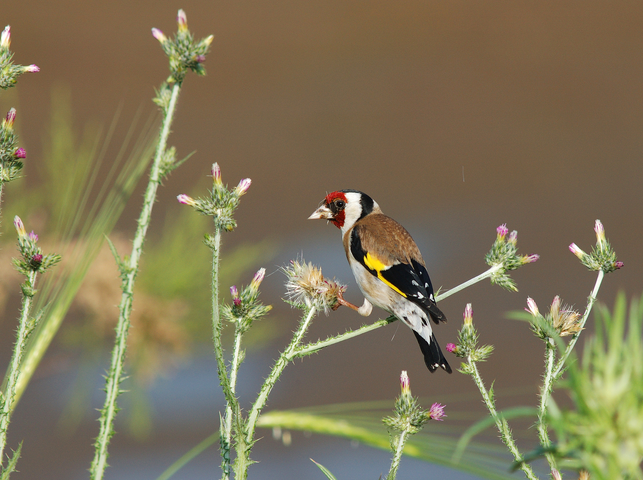 一件新鲜事：一只迷路的小鸟带给我的惊喜