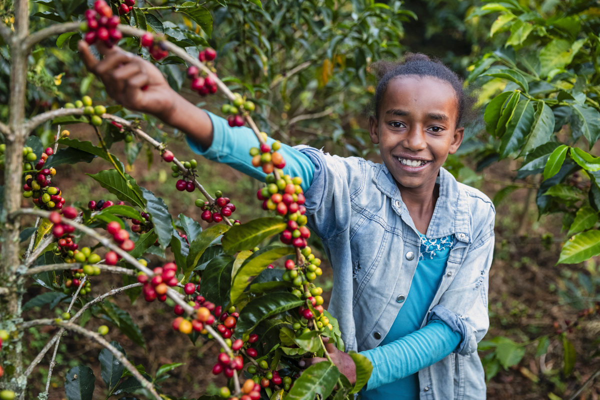 埃塞俄比亚咖啡豆：从起源到未来 - 一本关于咖啡文化和产业的书籍