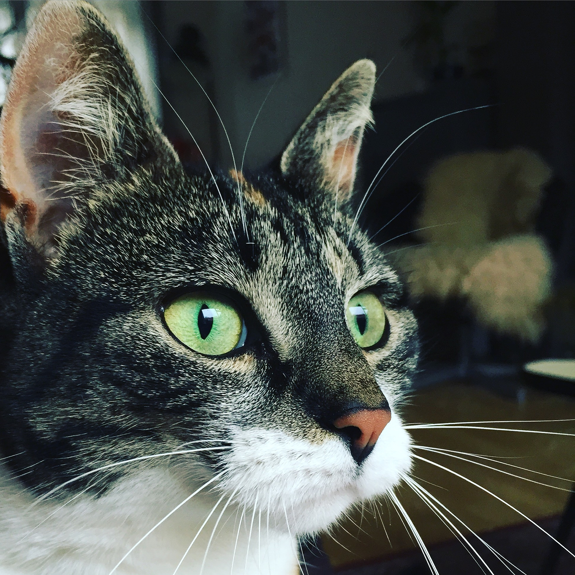 深夜猫叫，背后隐藏的秘密！