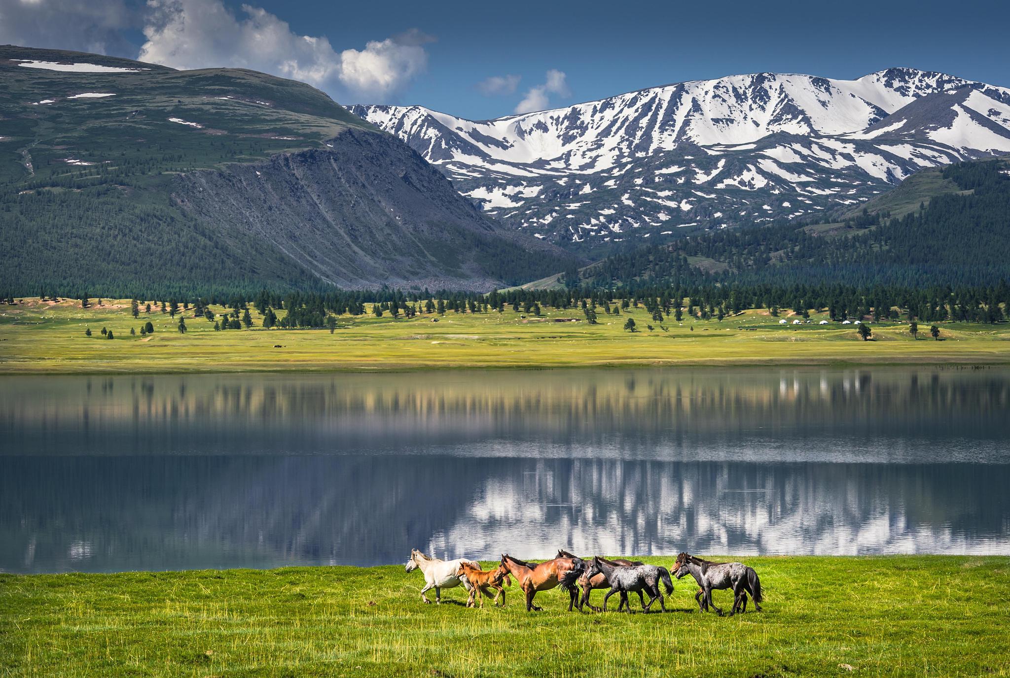 herd of horses running at the lake, altai mountains, bayan-ulgii