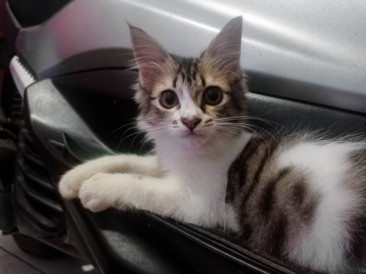 2个月小猫独自待多久合适？详细指南！