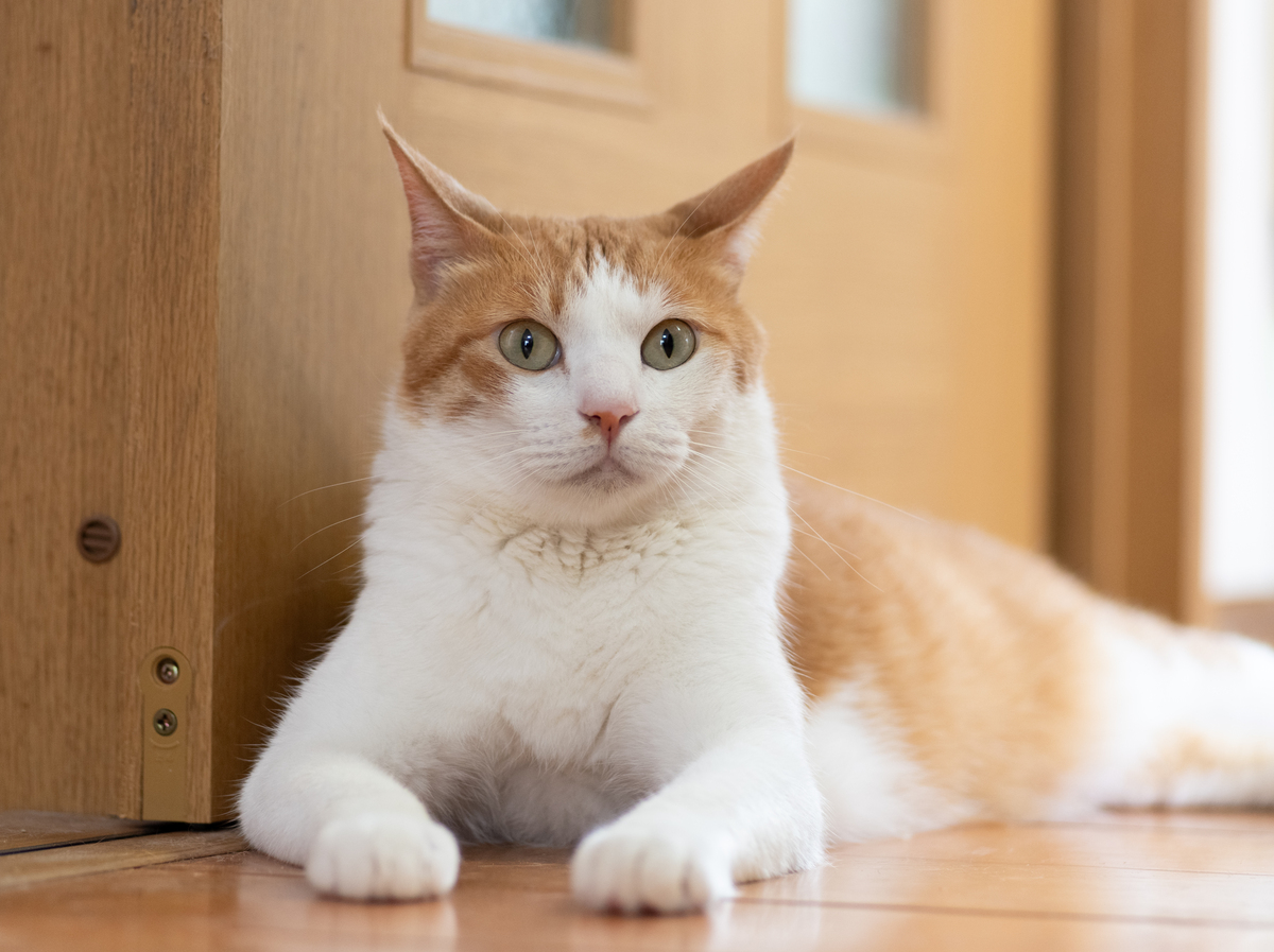 扮演一个标题生成器写出10条关于猫的文章标题生动吸引眼球互动