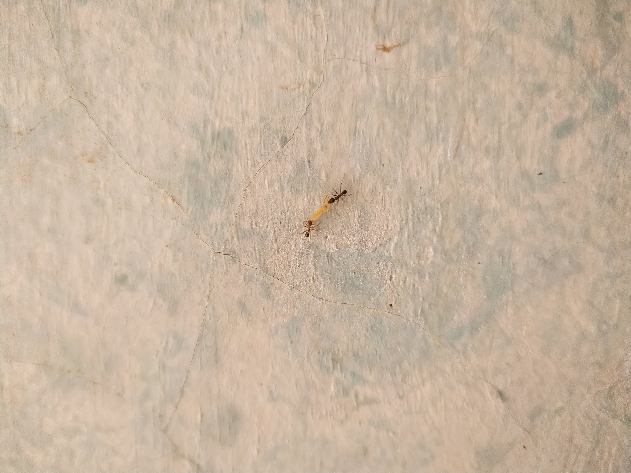 pretty fight two red ants for larva on vertical textured concret