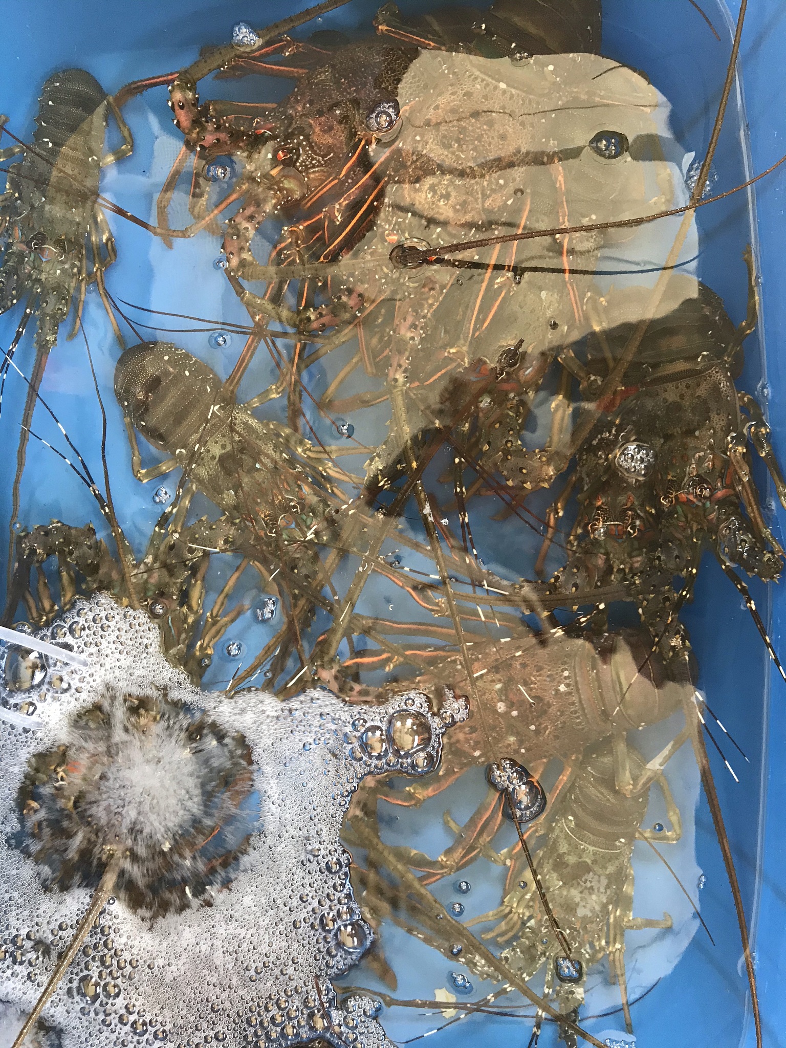 作为产品经理开发一款虾蟹壳类回收用于制作生物降解塑料app用户定位以及他们的用户画像可以怎么设置