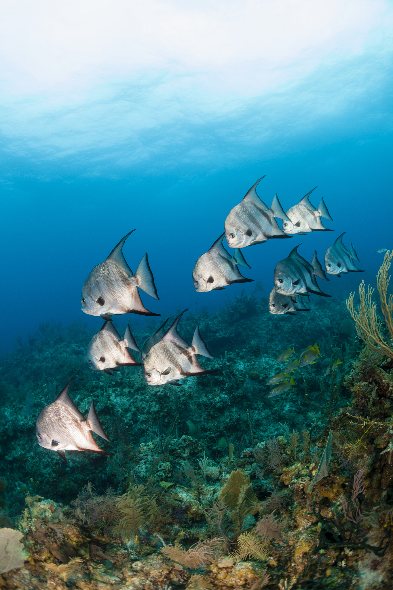 鳕鱼生活环境：深海、北半球高纬度地区