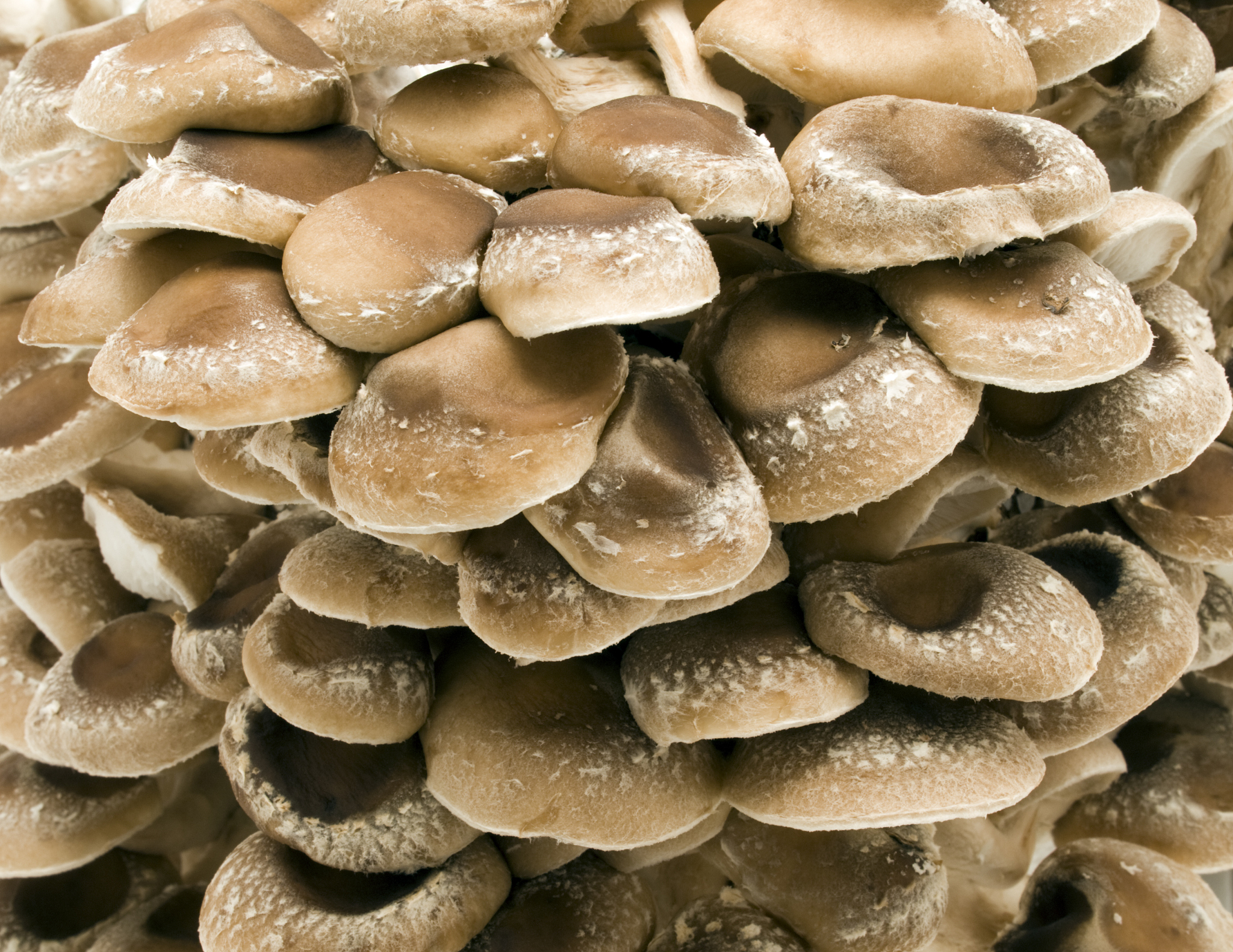 黑龙江生态工程职业学院食用菌生产与加工专业专业都学些什么