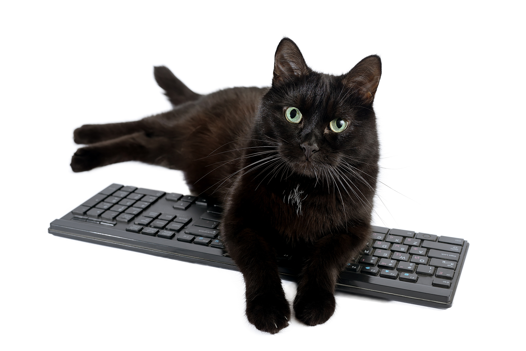 black cat on a black keyboard on a white background