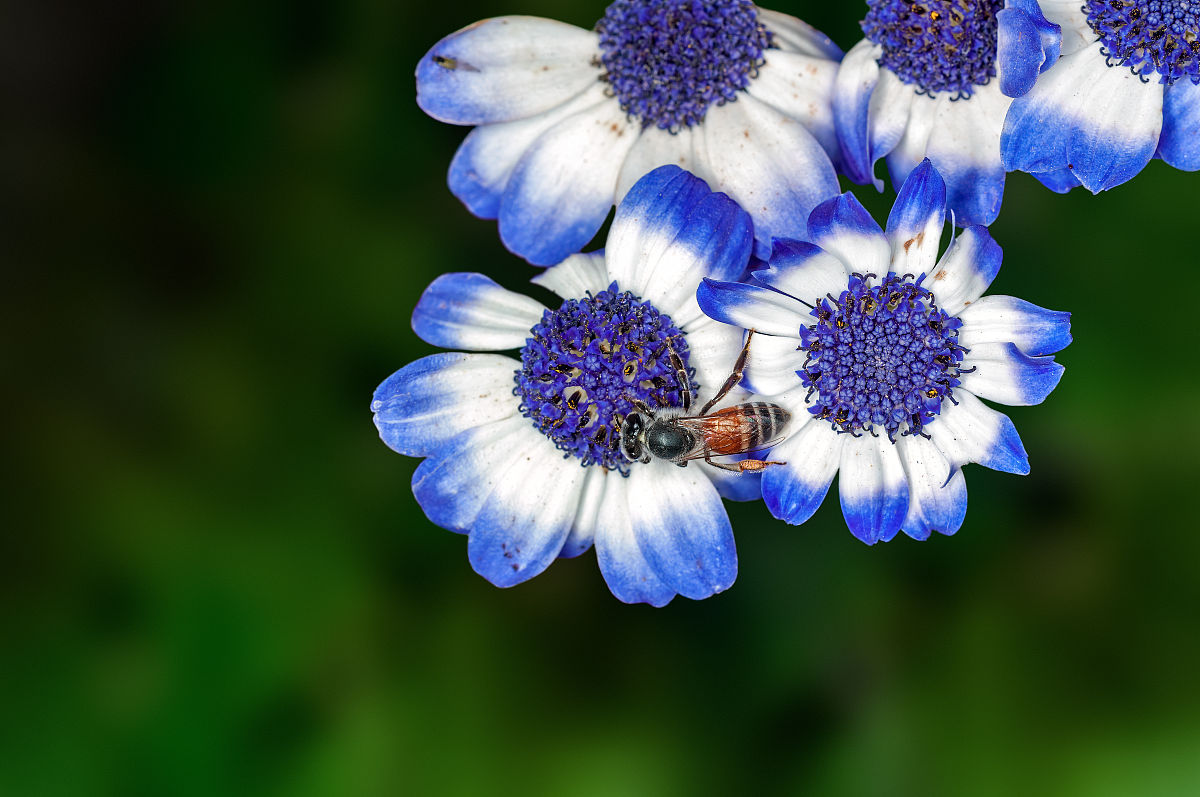 勿忘我：蓝色的眼泪，永恒的记忆