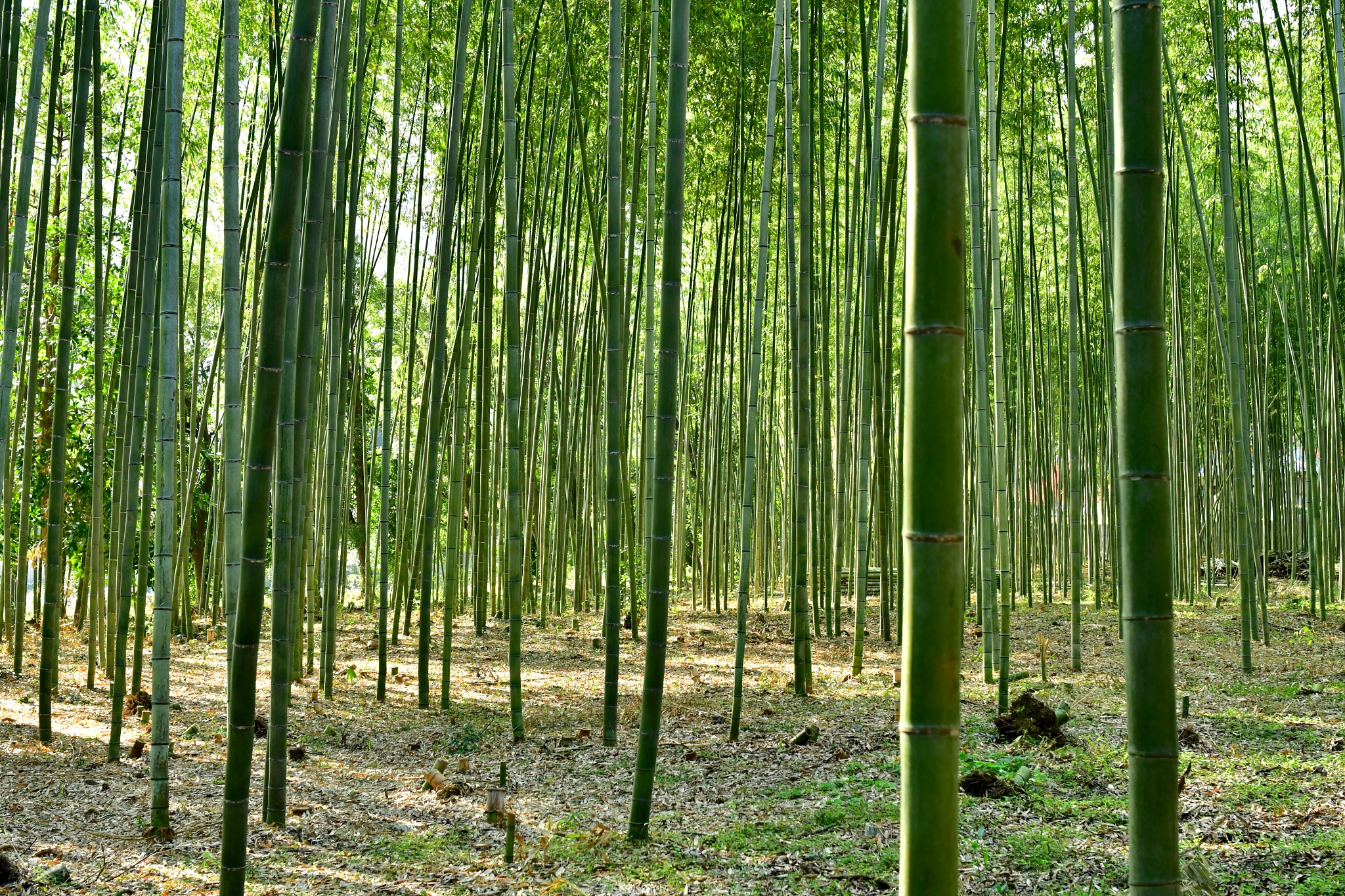bamboo grove in sagano, kyoto