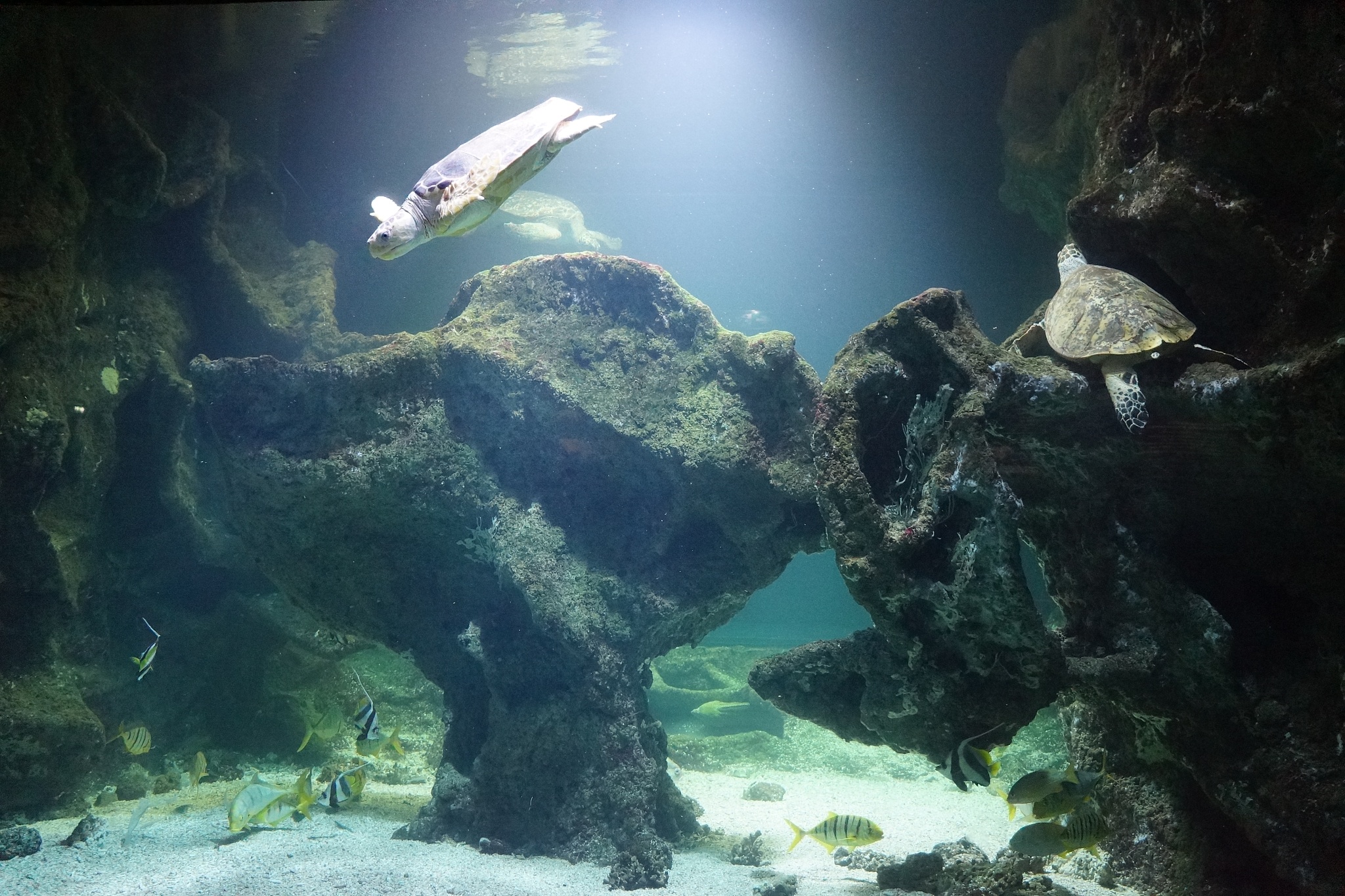 sea turtles