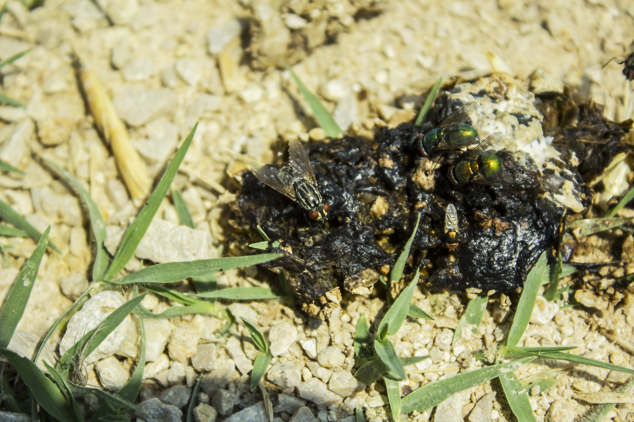 土鳖虫药理作用：抗菌、抗炎、抗氧化、抗肿瘤