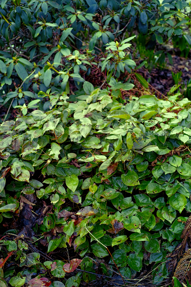 红葛根功效与作用：清热解毒、改善肝功能、抗衰老