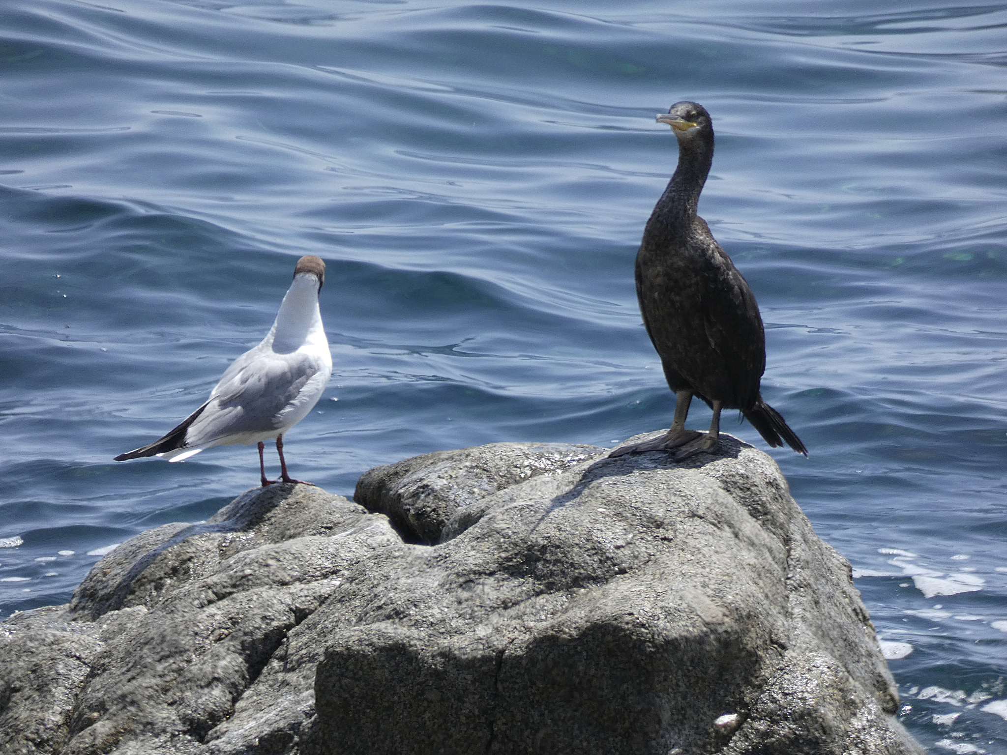 山东海事职业学院值得选择吗？